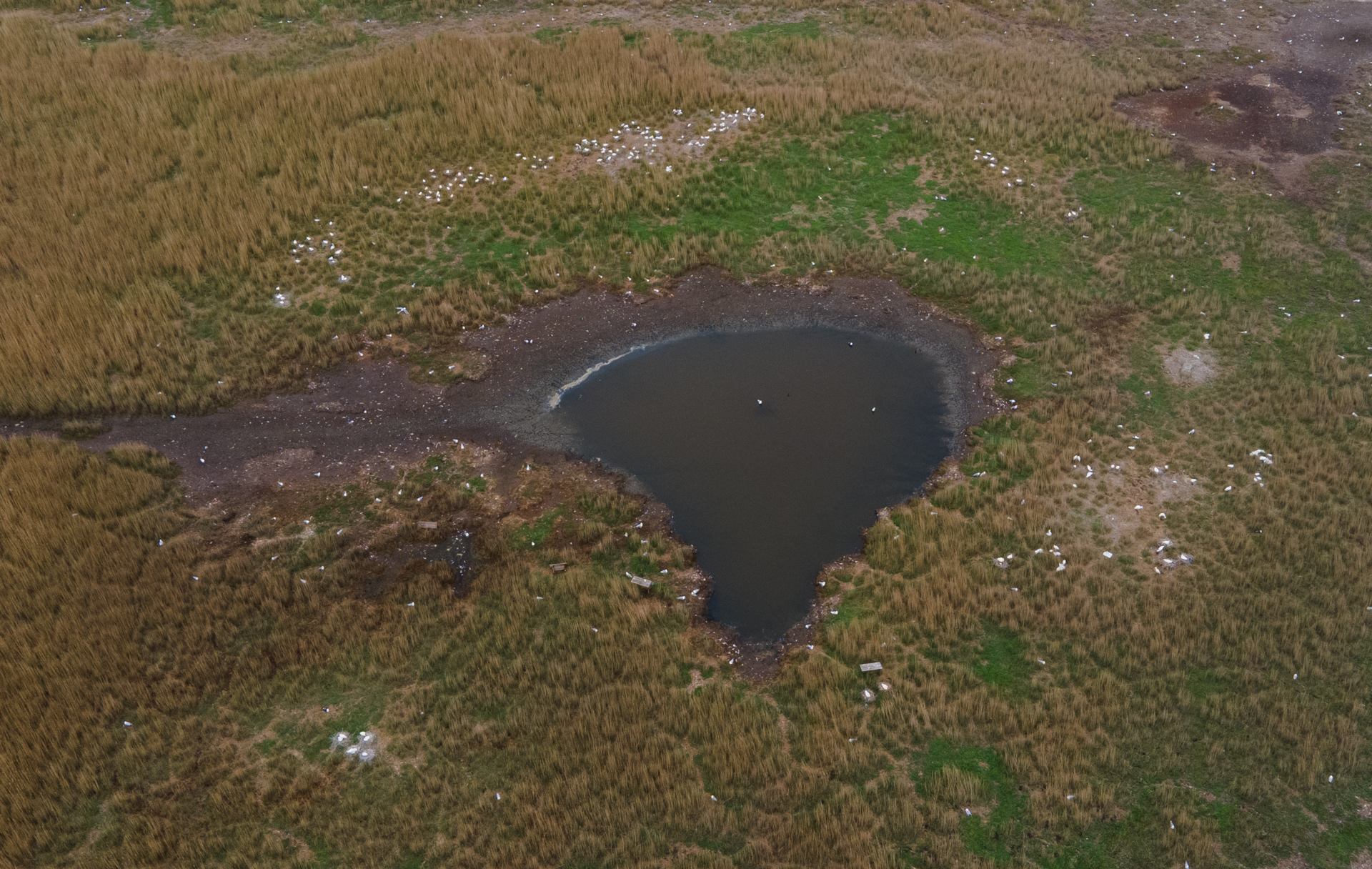 Skestorkekoloni Limfjorden dronefoto Henrik Haaning Aarhus Universitet