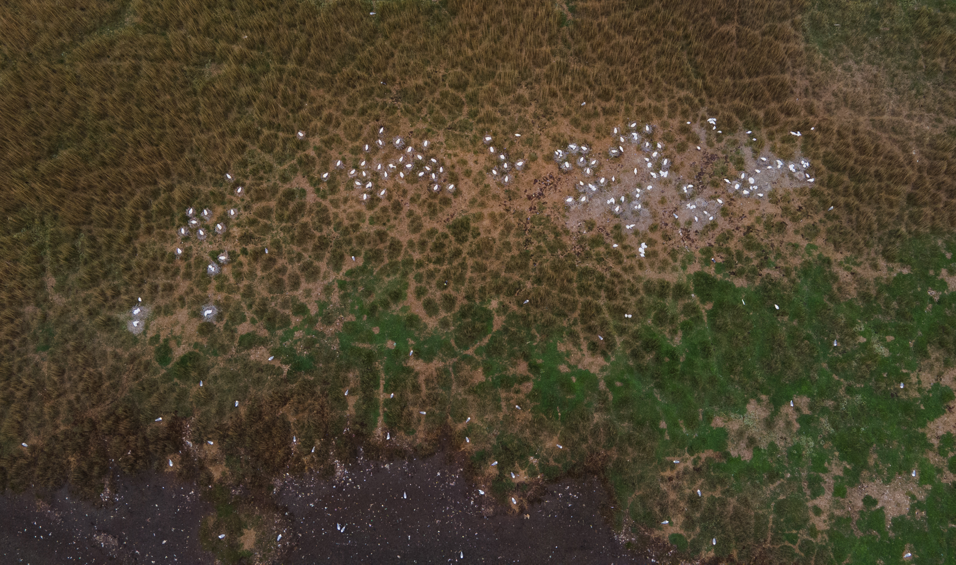 Skestorkekoloni fotograferet fra drone af Henrik Haaning for Aarhus Universitet