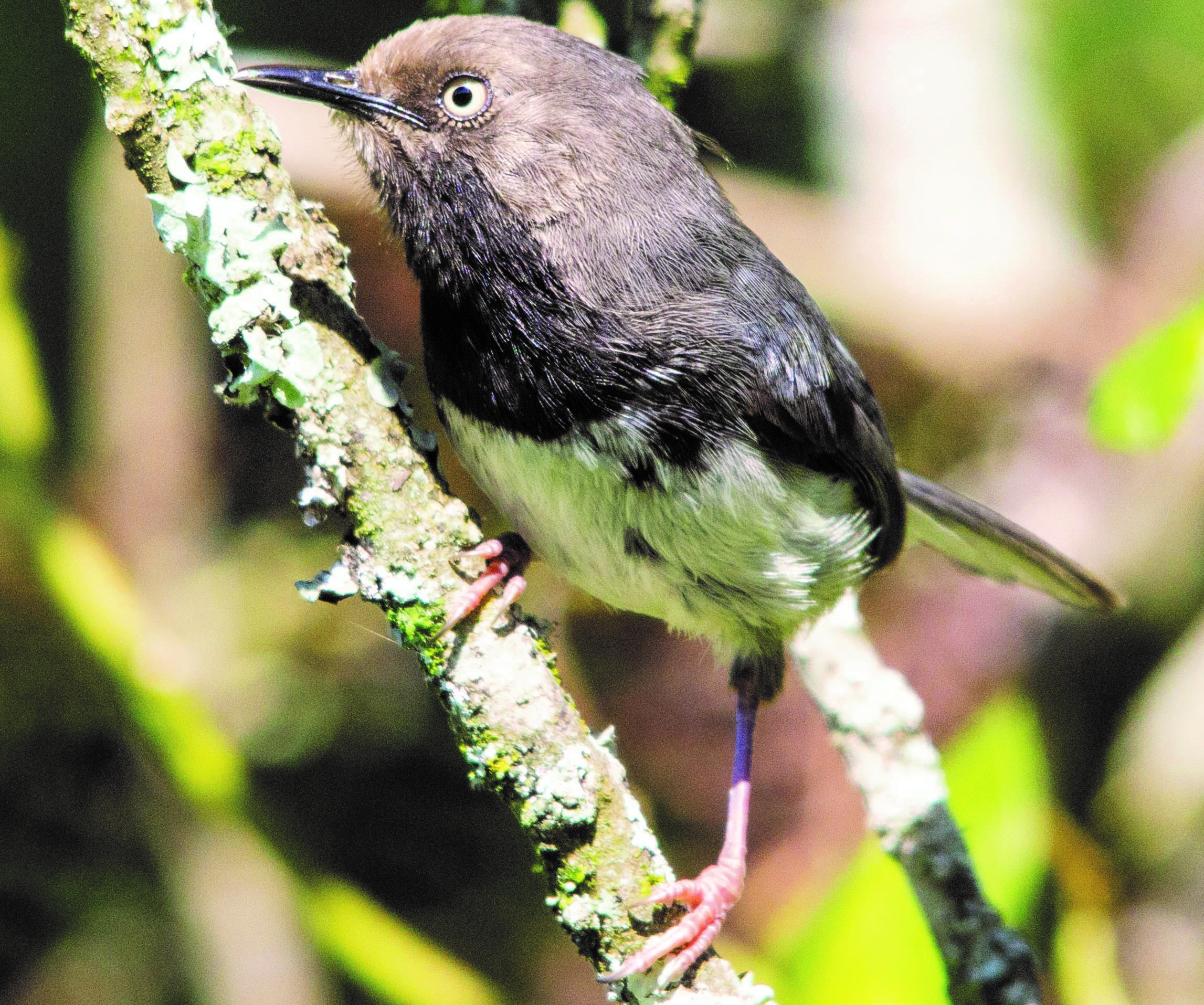 Taita Apalis 1 lille