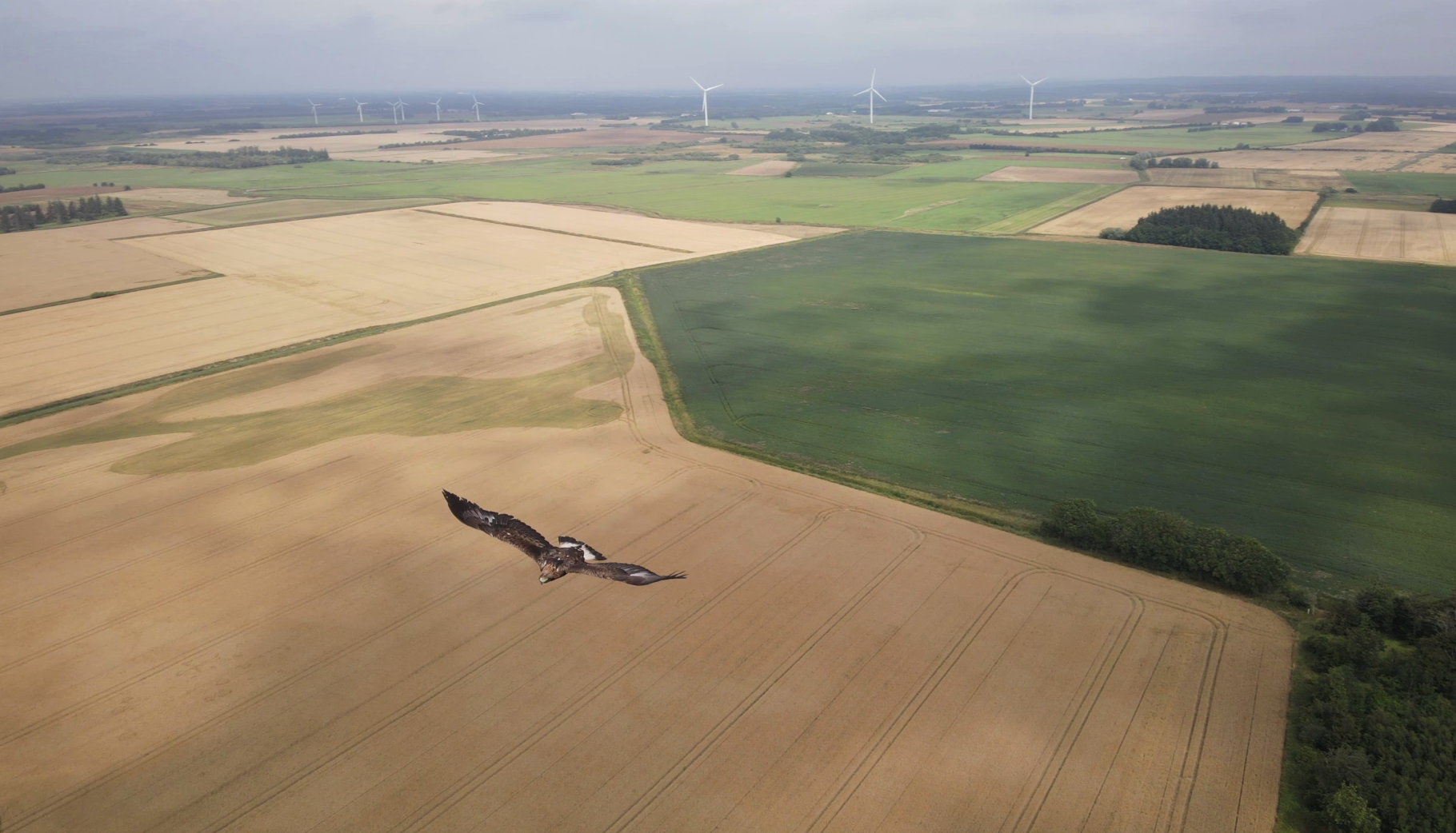  Kongeorn i naerkontakt med drone foto Peter Povlsen Aalborg Universitet