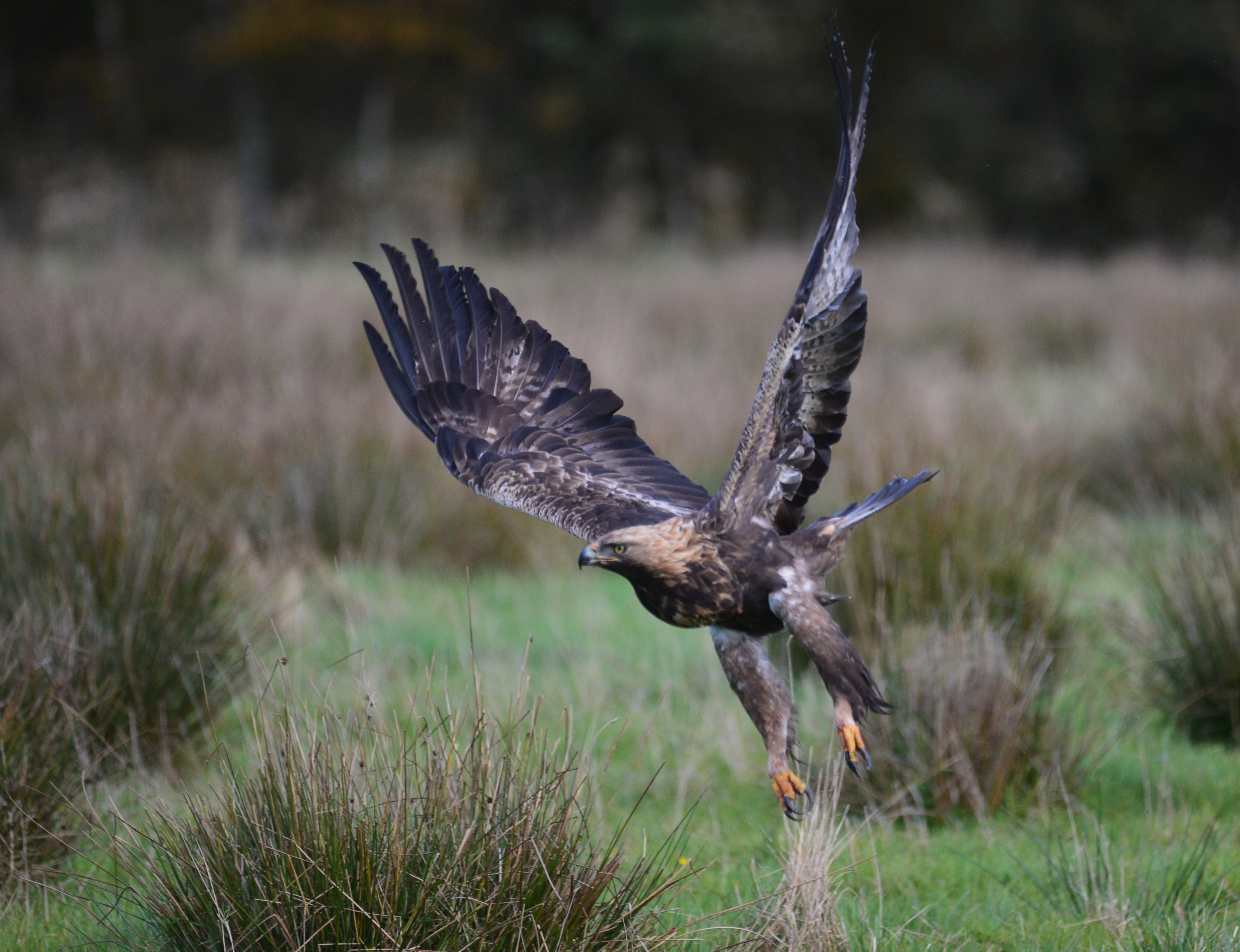  Kongeorn letter efter at have aedt foto Jan Skriver