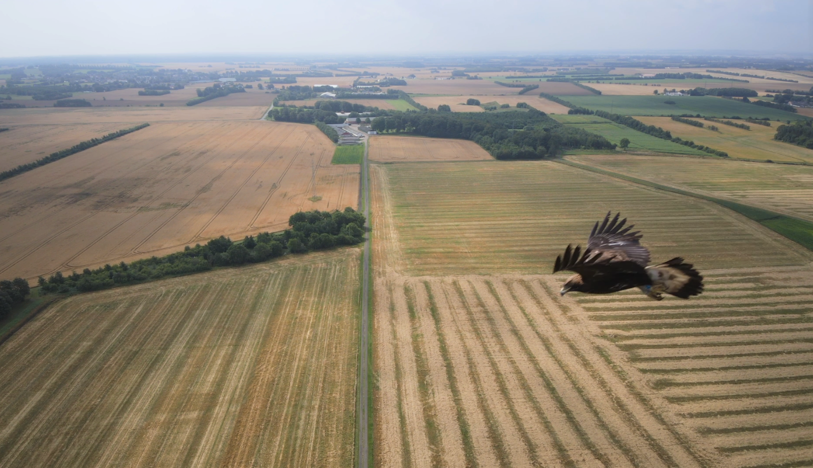  Kongeorn taet pa drone foto Peter Povlsen Aalborg Universitet