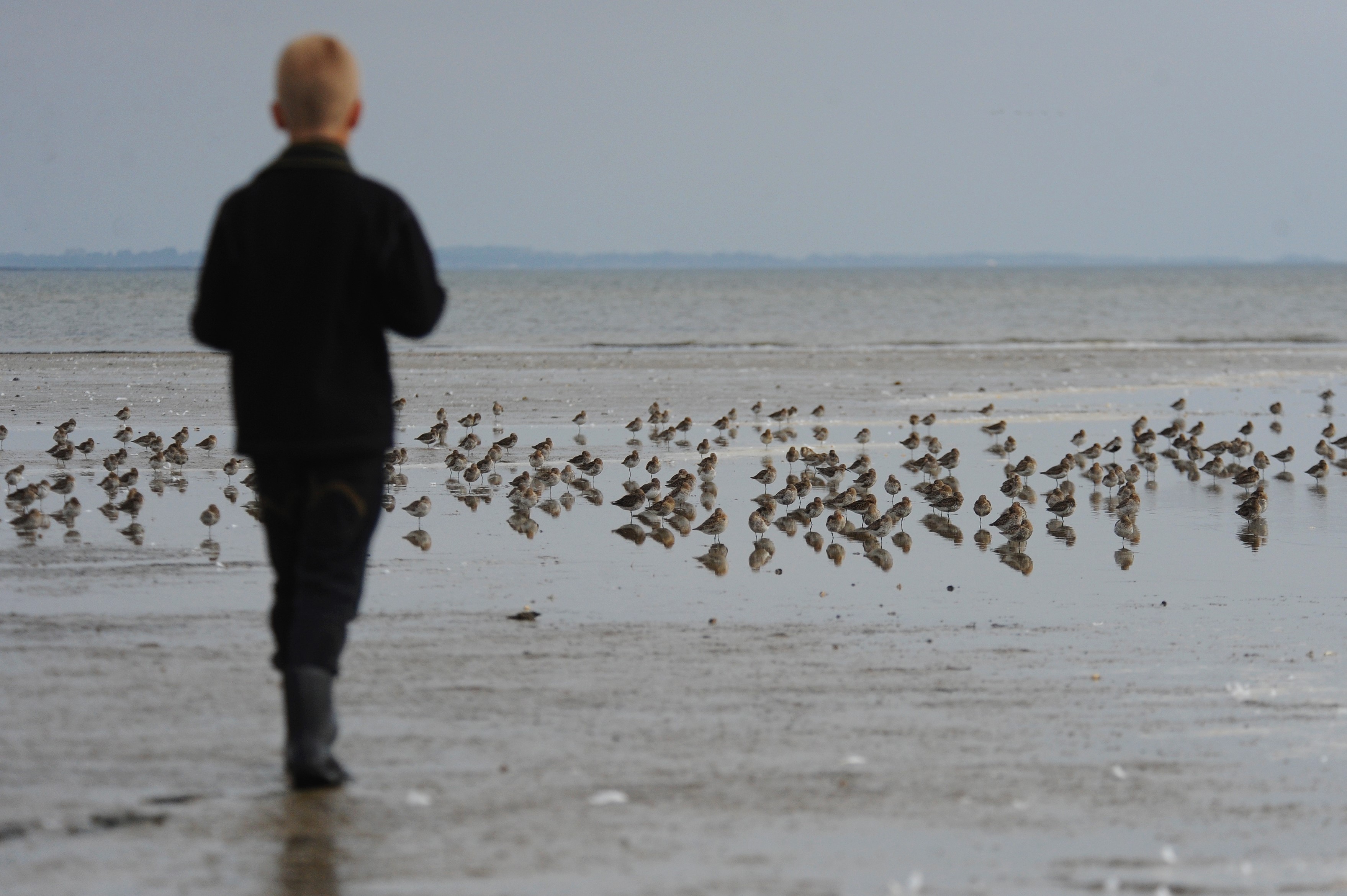  Ryler og andre vadefugle fra hojt mod nord traekker til milde vintre i Danmark med blod bund at finde fode i foto Jan Skriver