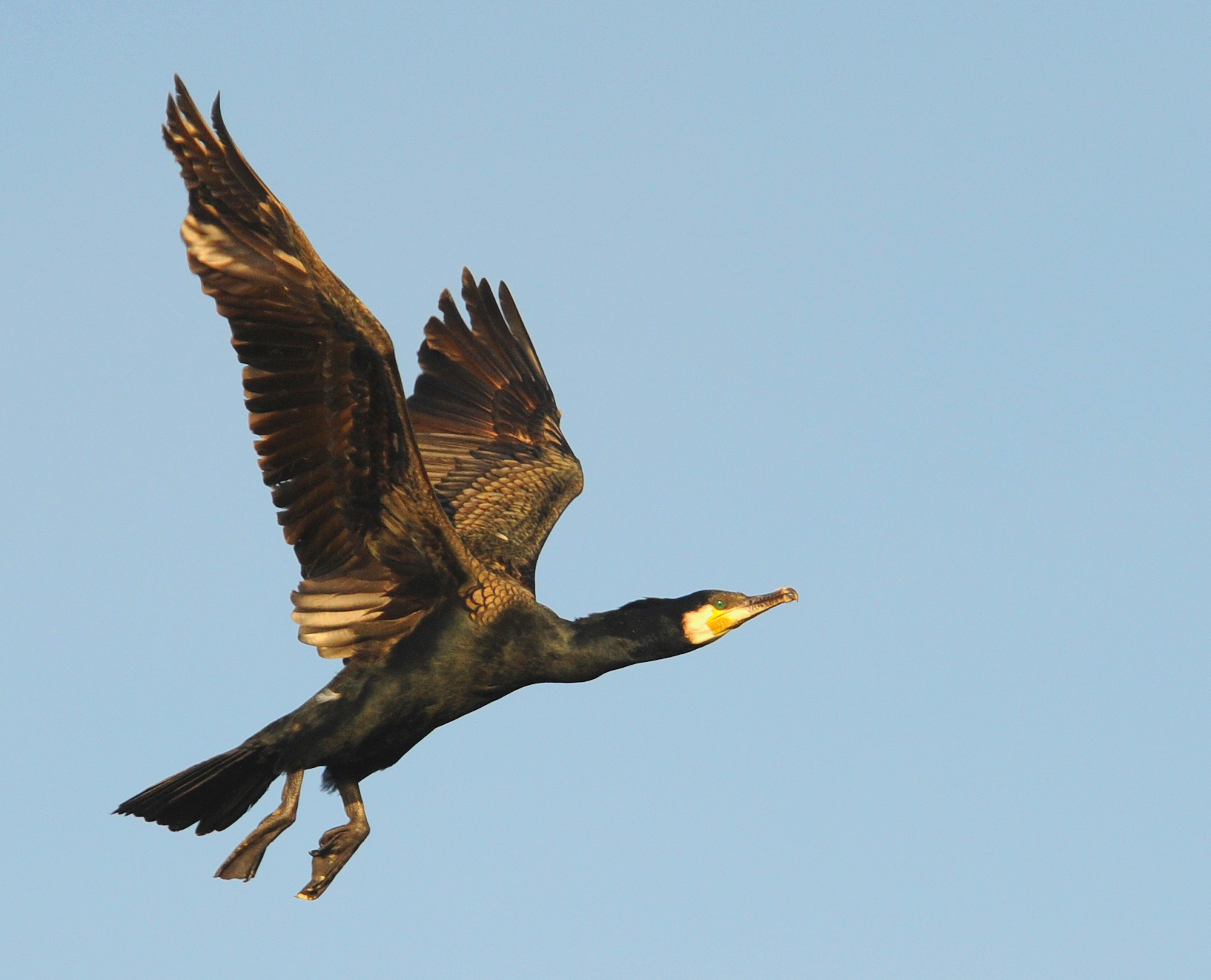  Skarv er lettet foto Jan Skriver