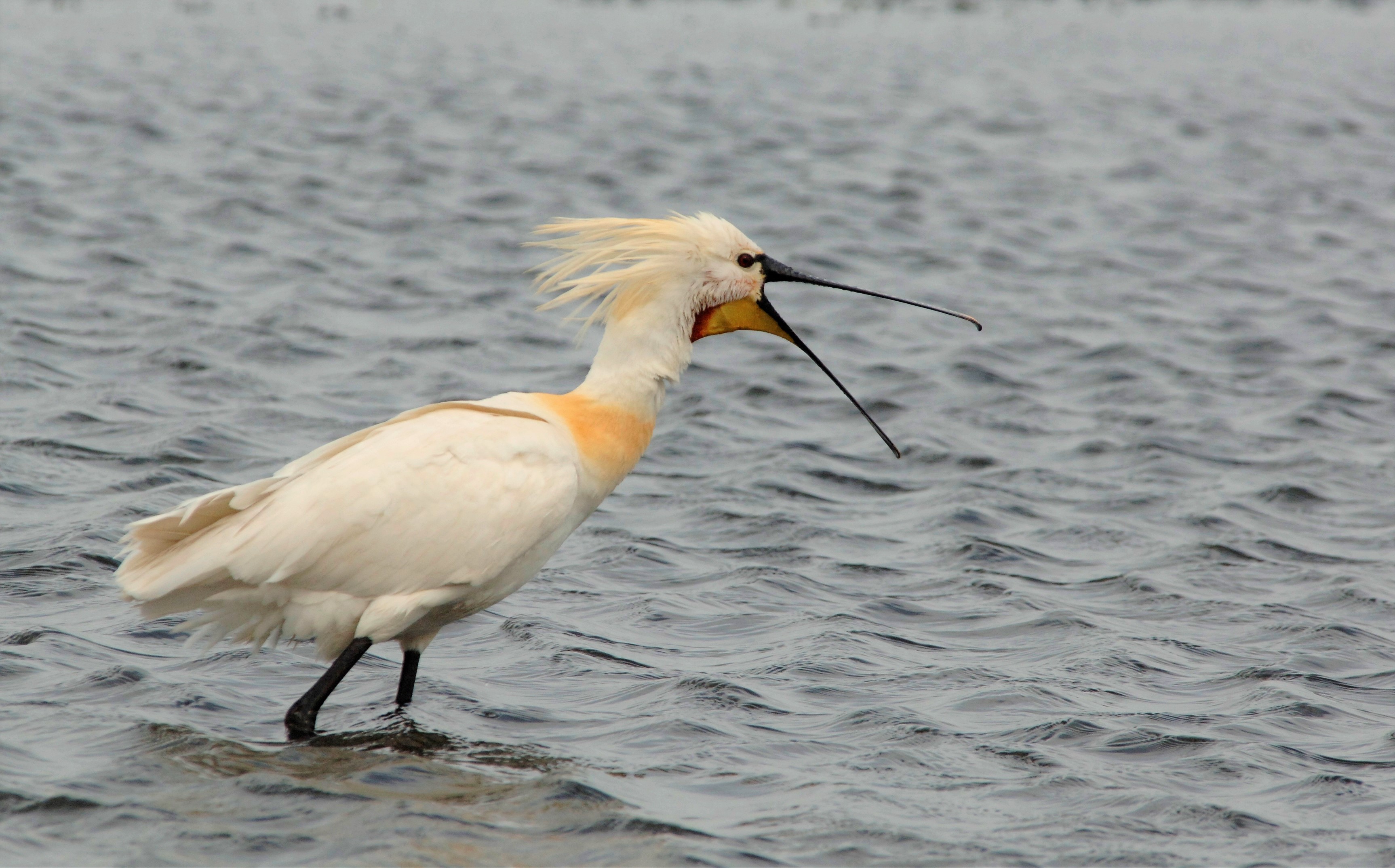  Skestork foto Jan Skriver