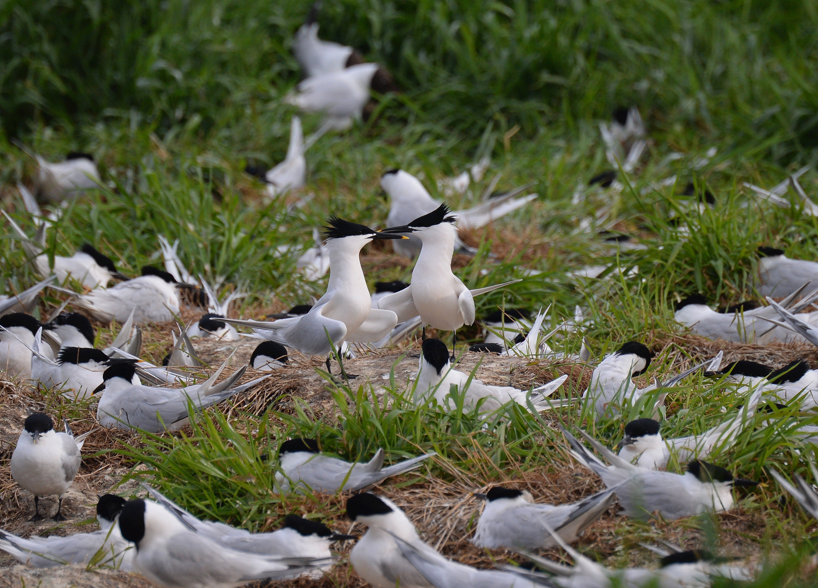  Splitterner yngler taet sammen i store kolonier foto Jan Skriver