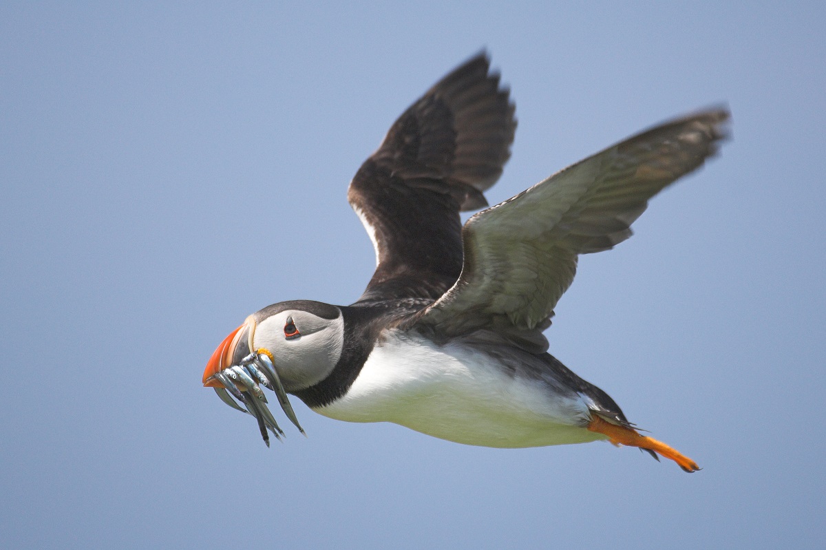 Atlantic Puffin Yves Adams f