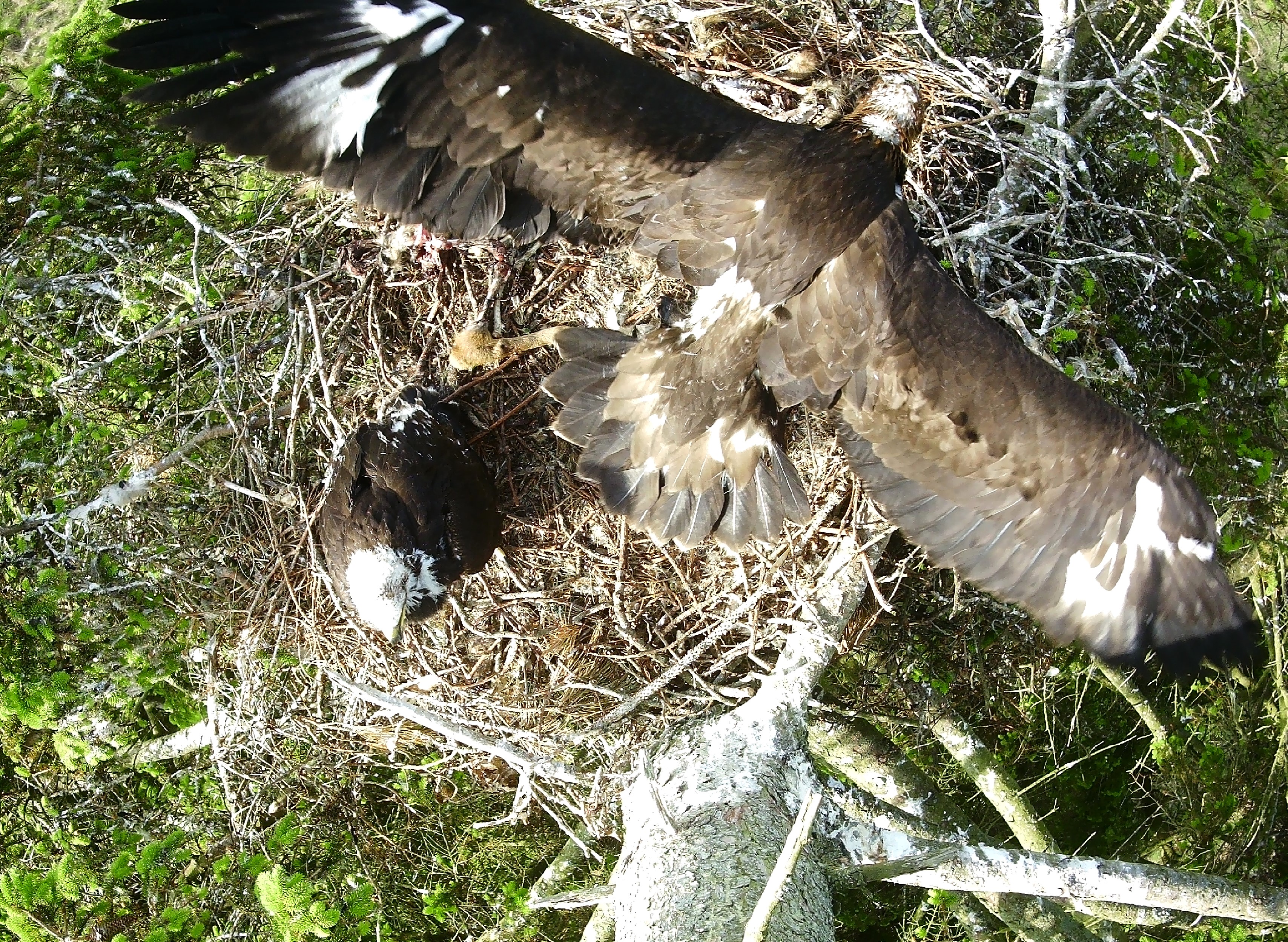 C Flyveovelser pa reden i Tofte Skov 17. juni 2023. Foto Redekamera Jan Tottrup Nielsen Hans Christophersen