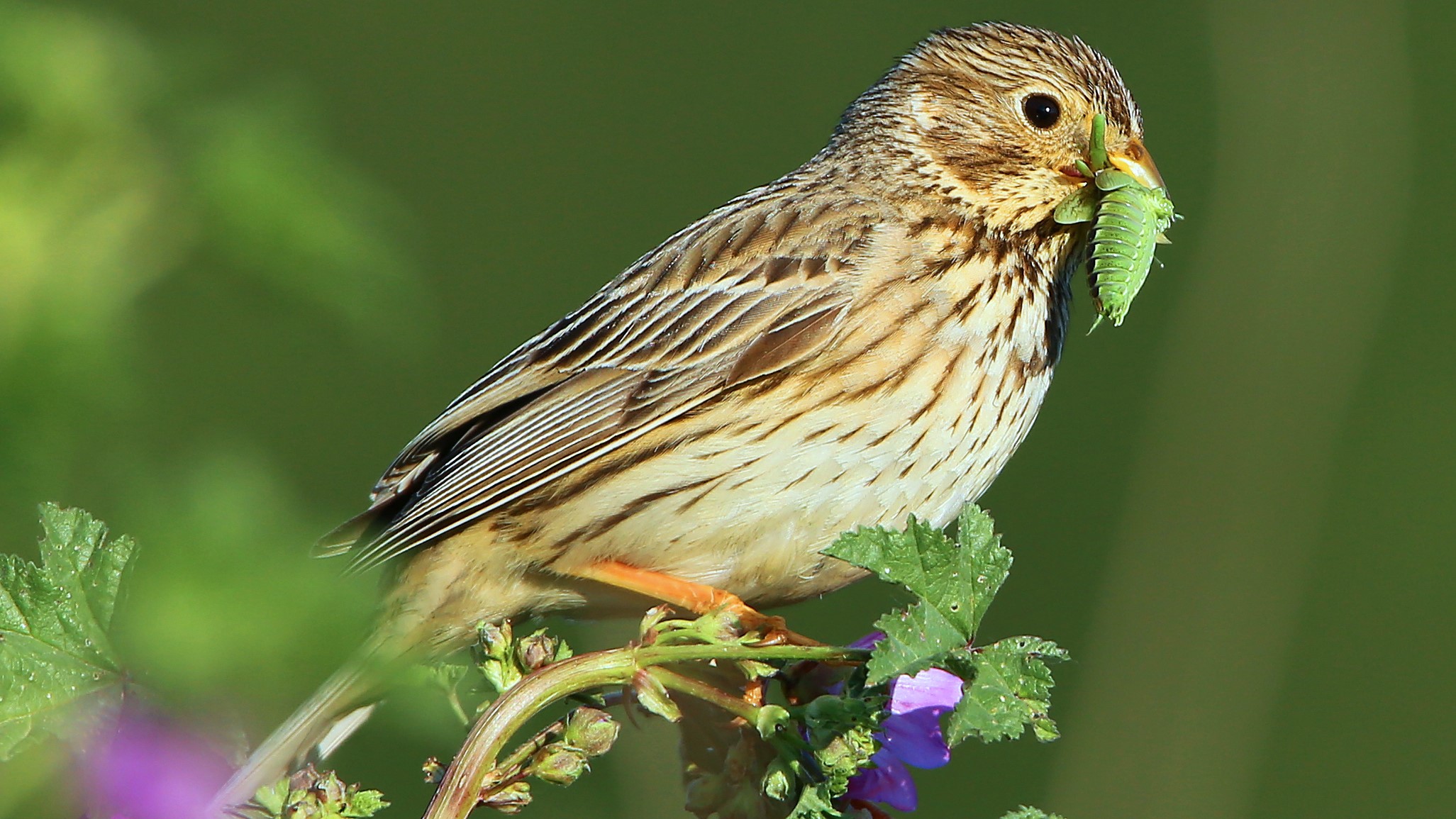 Emberiza Calandra Aurelien Audevard 16.9