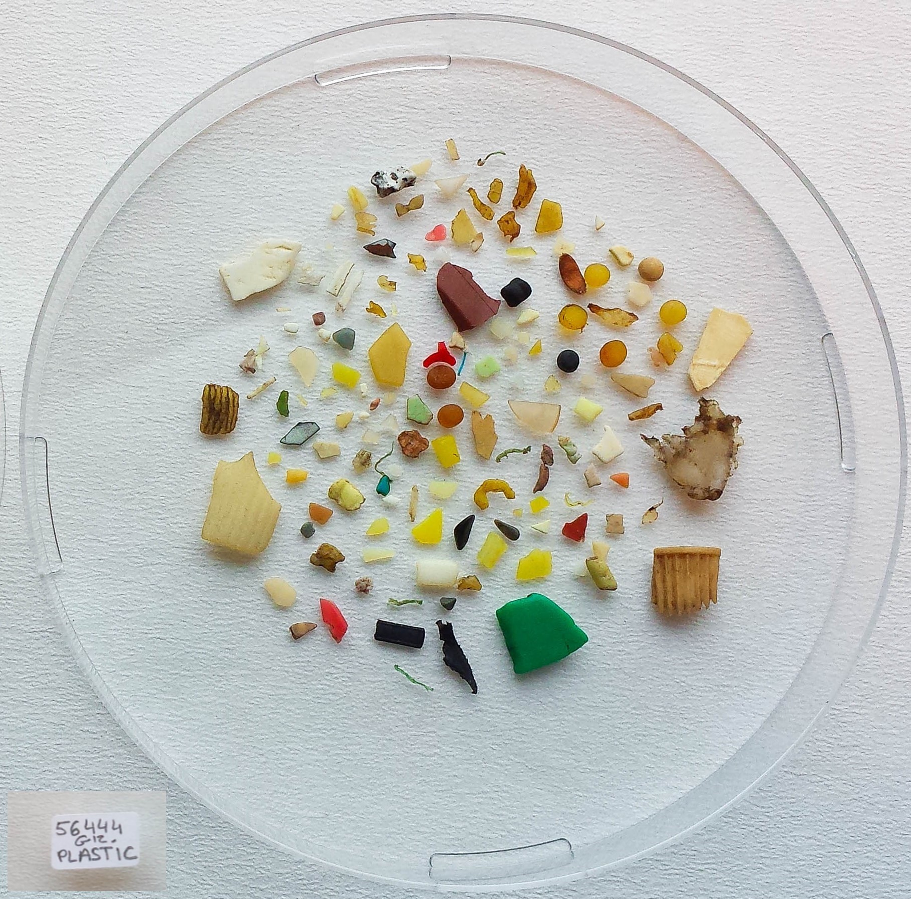 Et eksempel pa hvor meget plastik der kan ligge i maven pa en mallemuk foto Jakob Strand Aarhus Univeristet