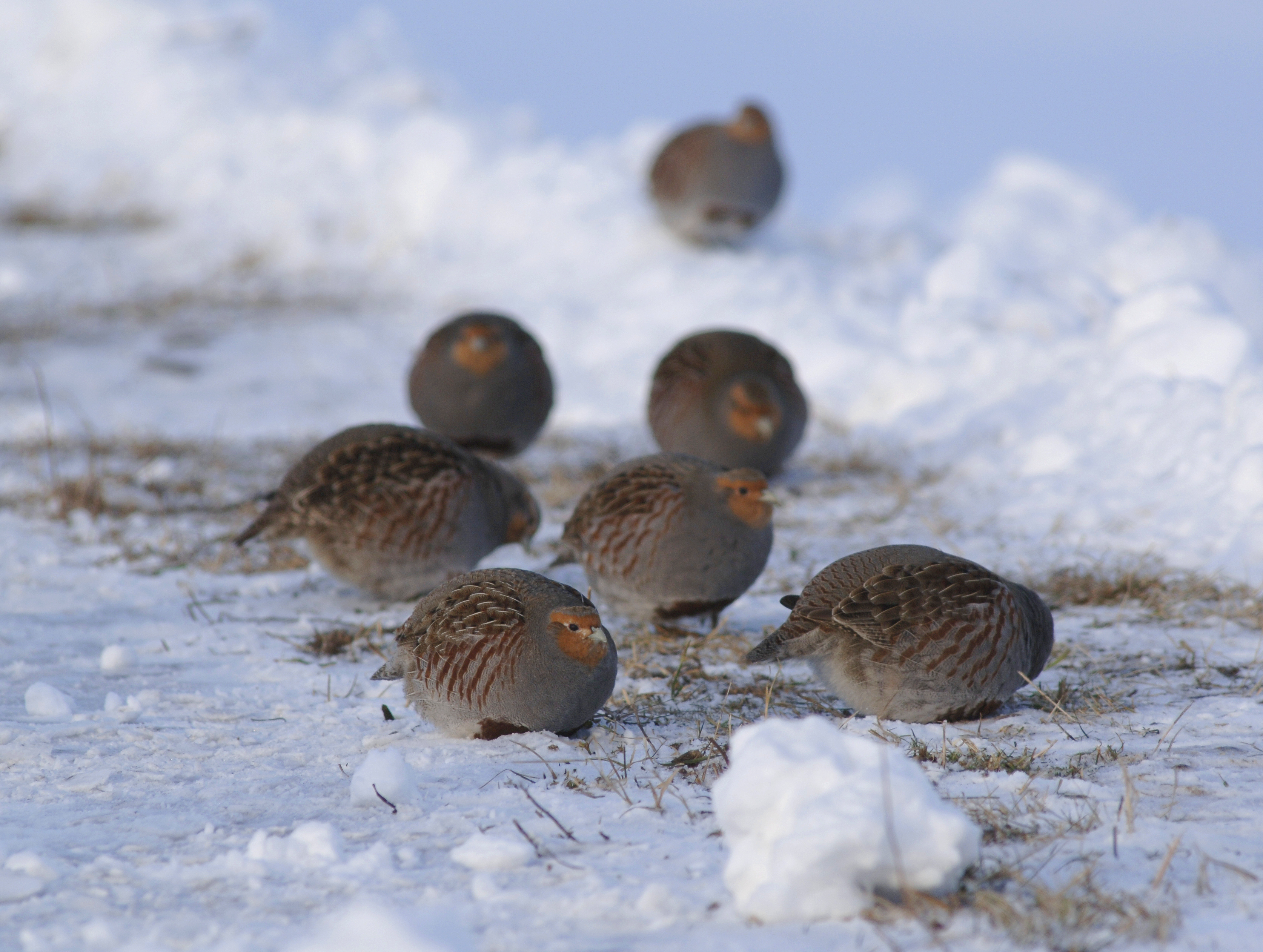  Agerhons vinter foto Jan Skriver