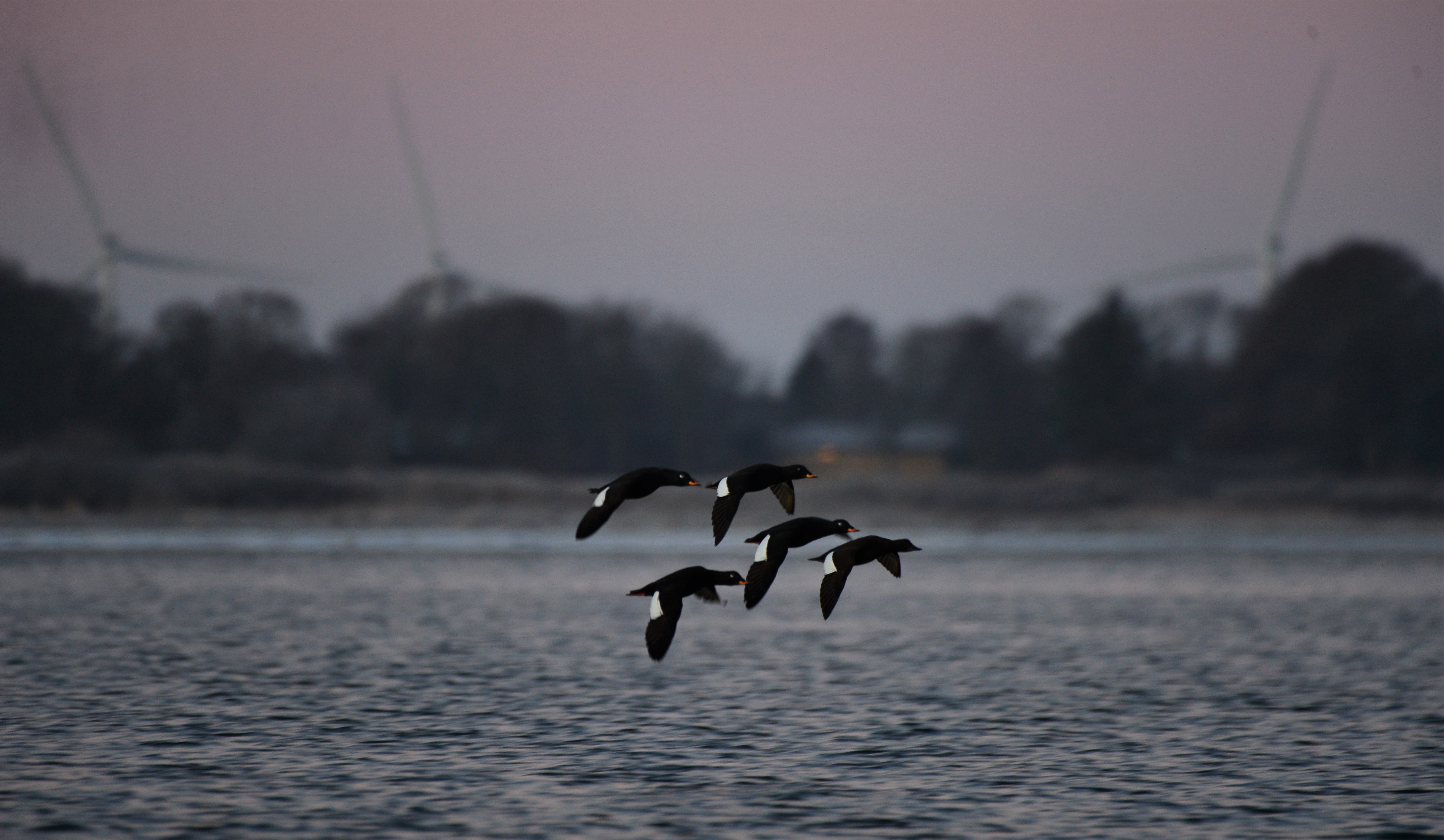  Flojlsaender pa vej mod muslingebankerne foto Jan Skriver