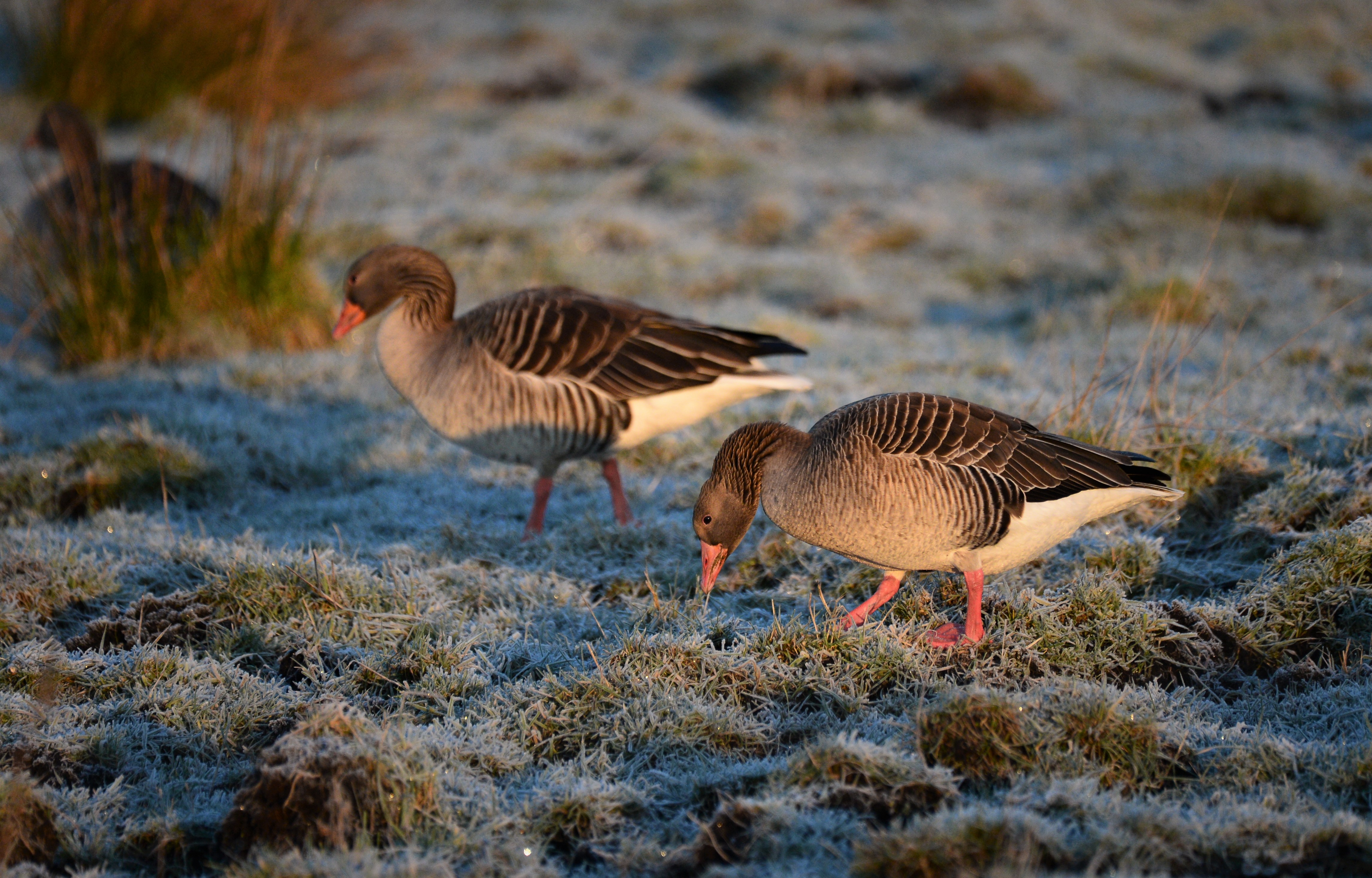  Gragaes i rimfrost foto Jan Skriver