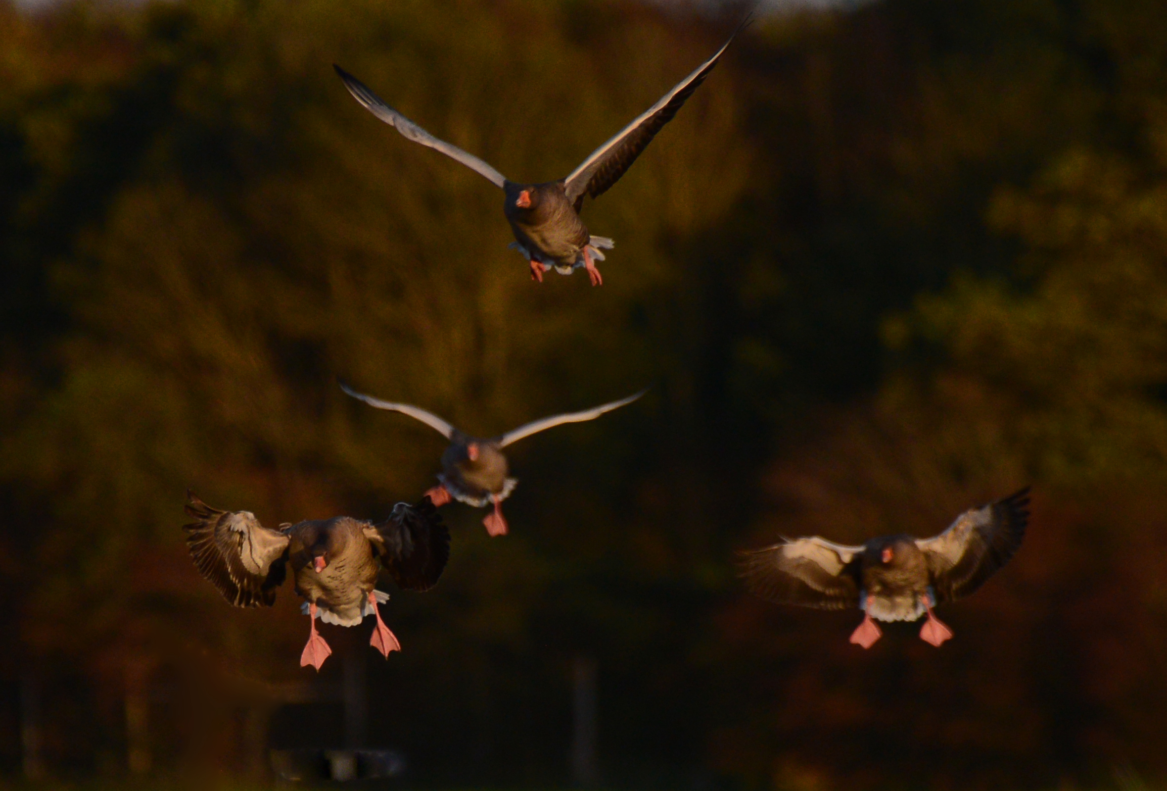  Gragaes indflyvning foto Jan Skriver