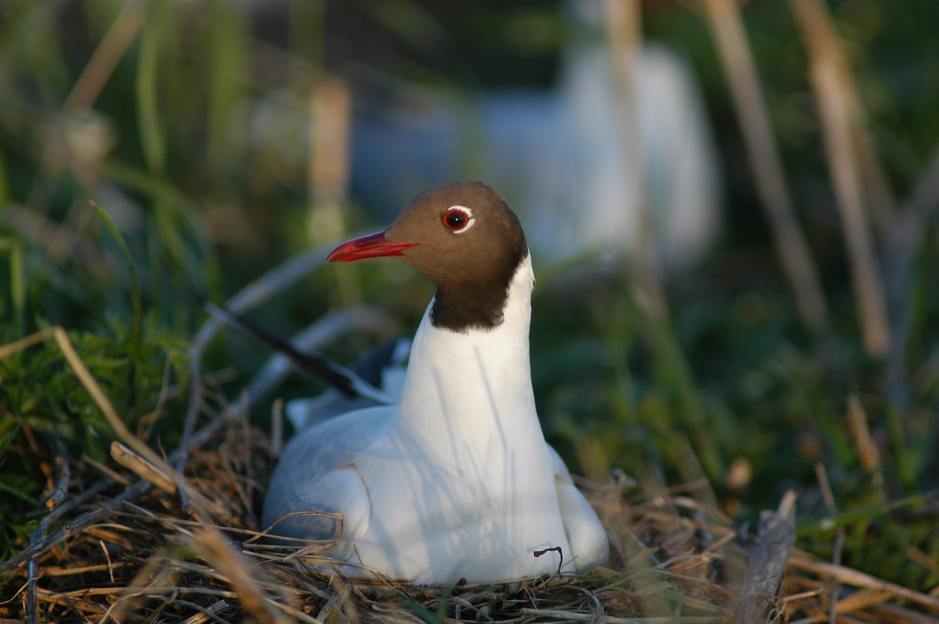  Haettemage ruger foto Jan Skriver