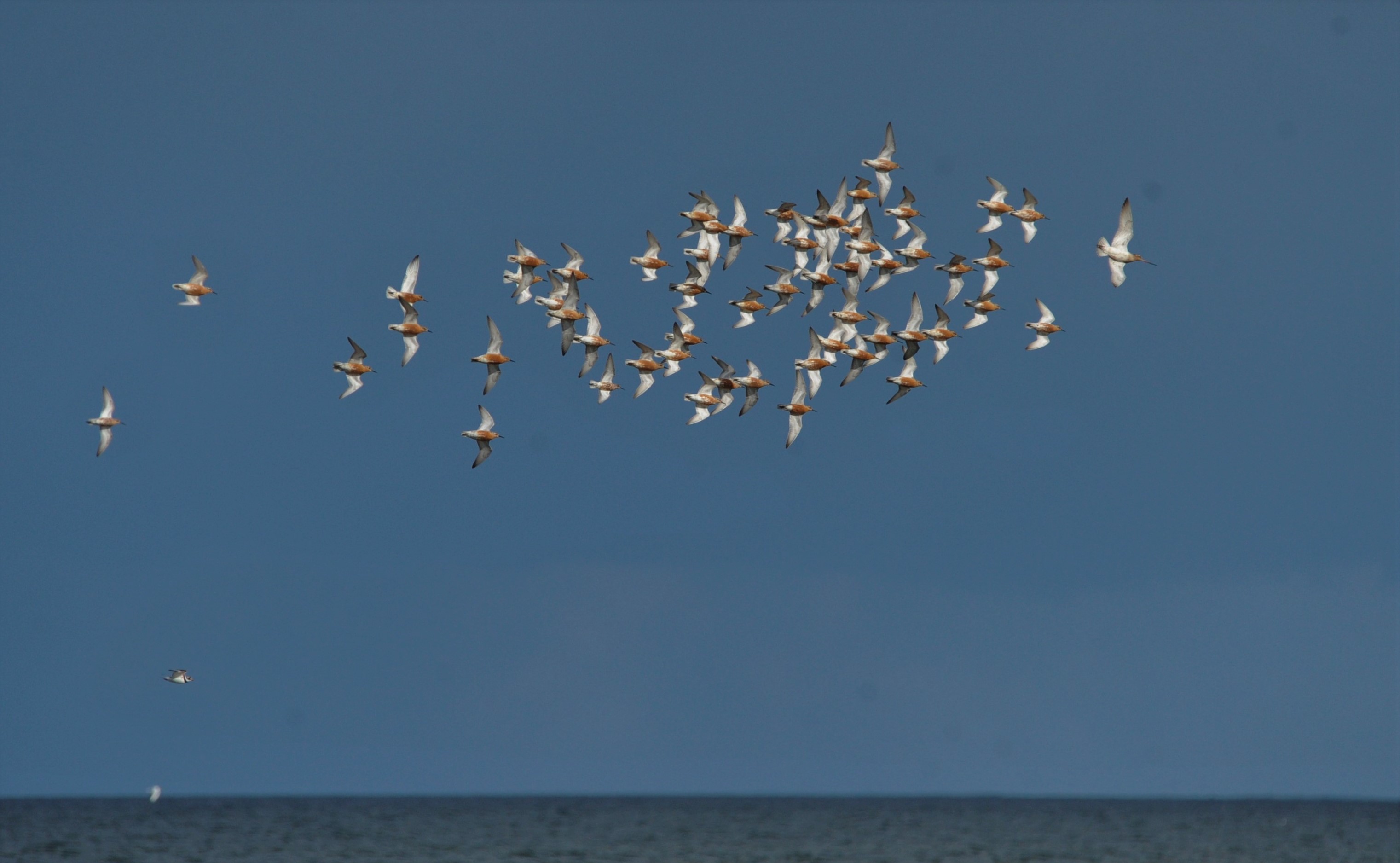 Islandske ryler og en enkelt lille kobbersneppe over havet pa vek mod Arktis foto Jan Skriver