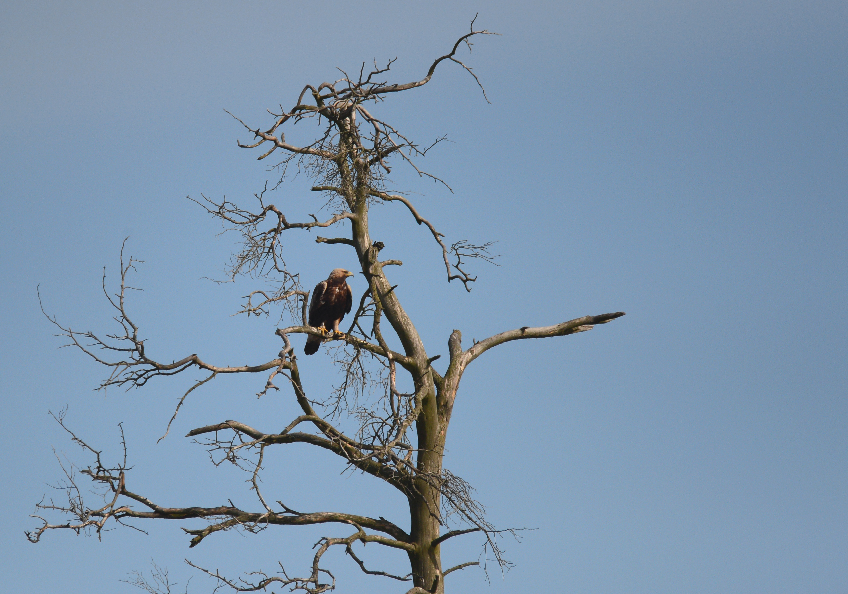  Kongeorn voksen fugl foto Jan Skriver