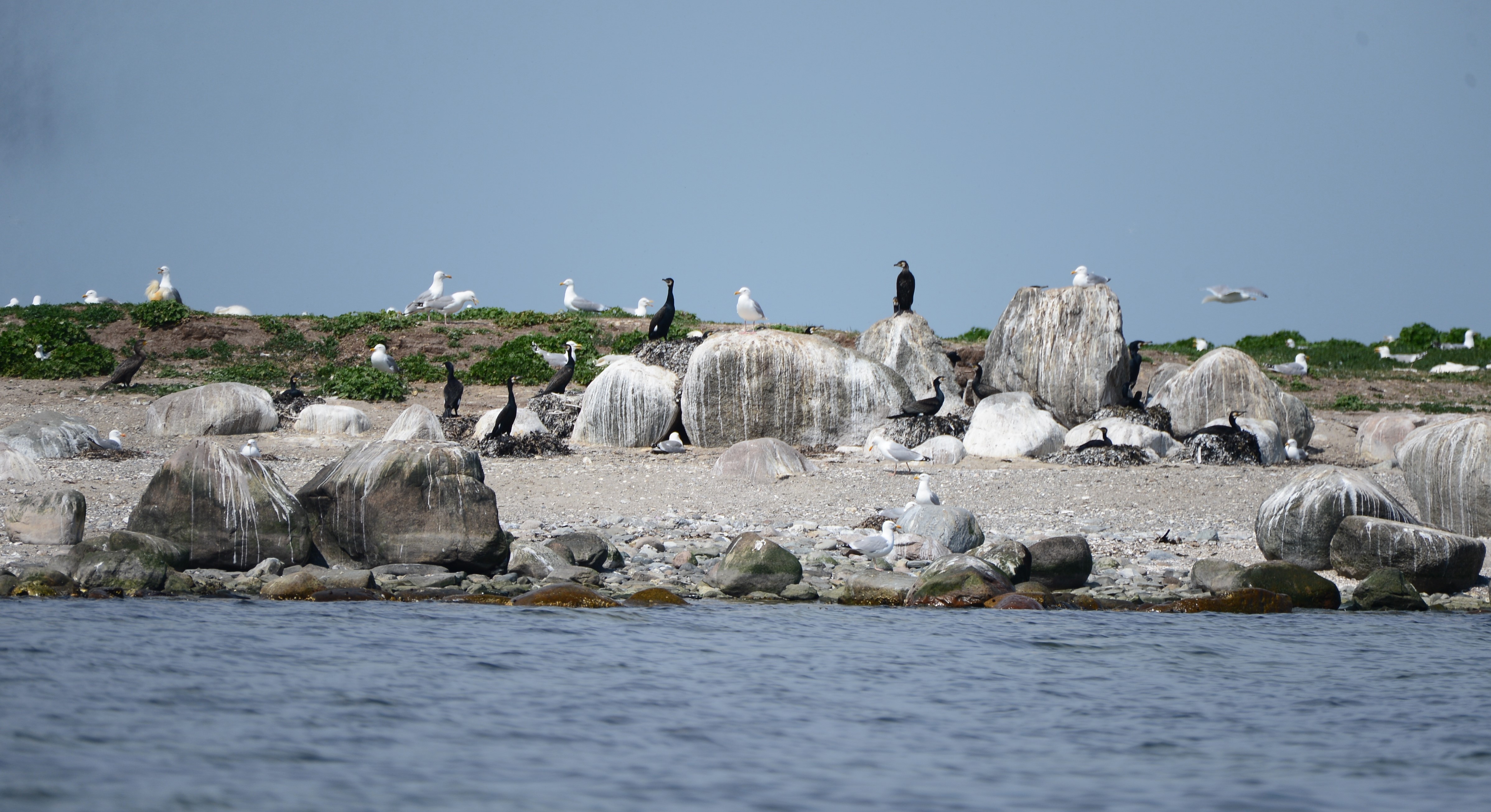  Skarvkolonien pa Ejerslev Ron i Limfjorden foto Jan Skriver