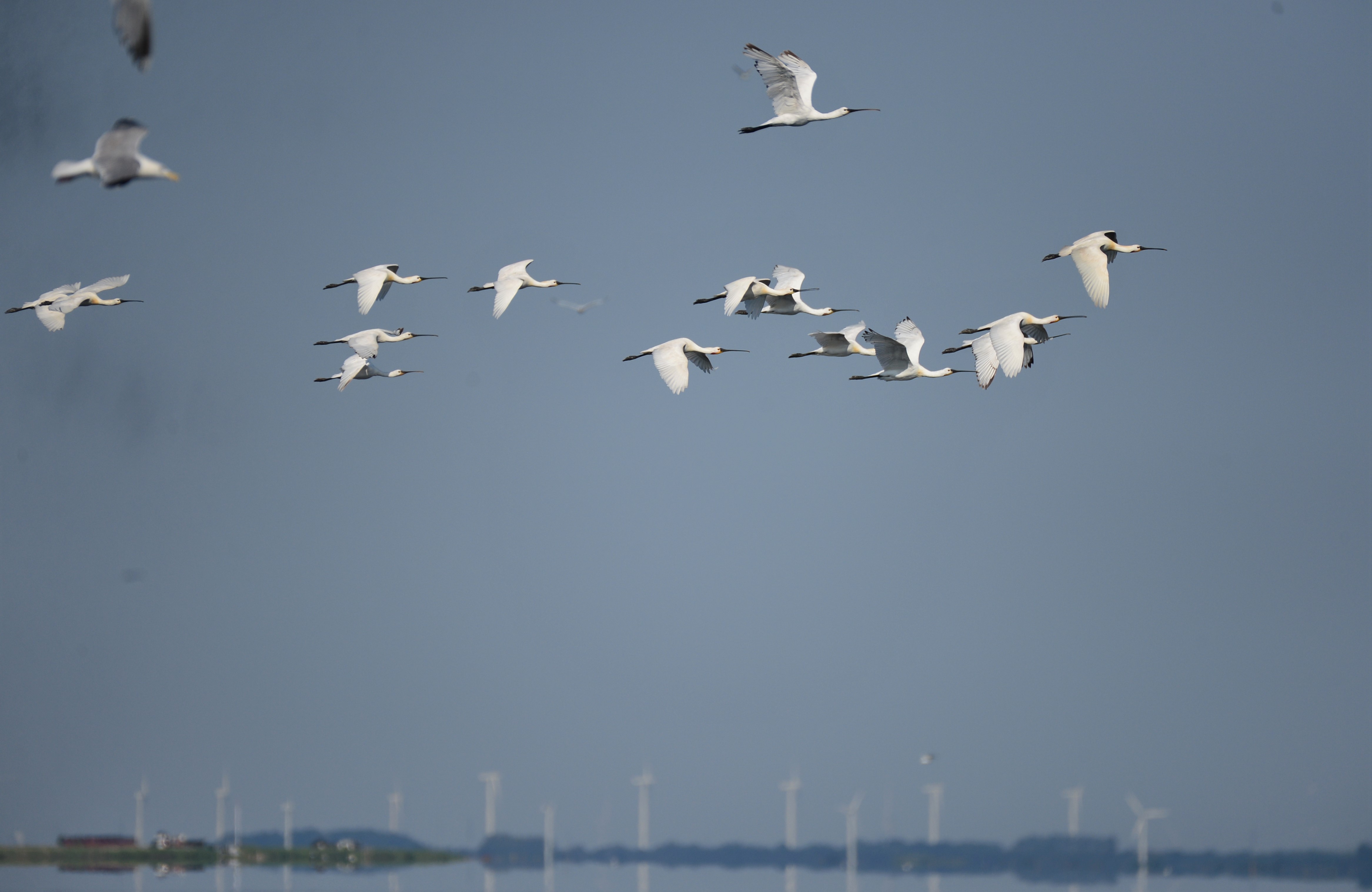  Skestorke i flugt fra havorn foto Jan Skriver