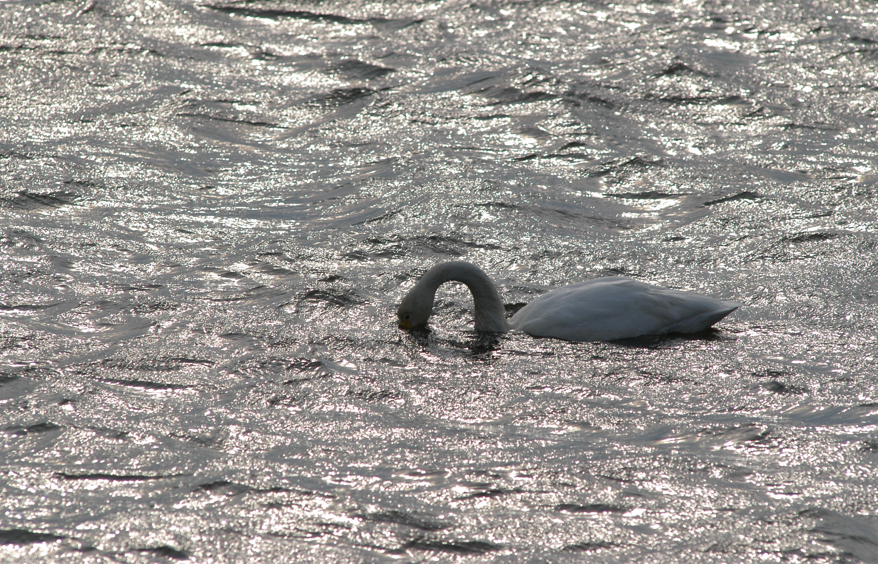  Svaner og andre vandfugle kan fa blyhagl i kroppen under fodesogning pa lavt vand foto Jan Skriver