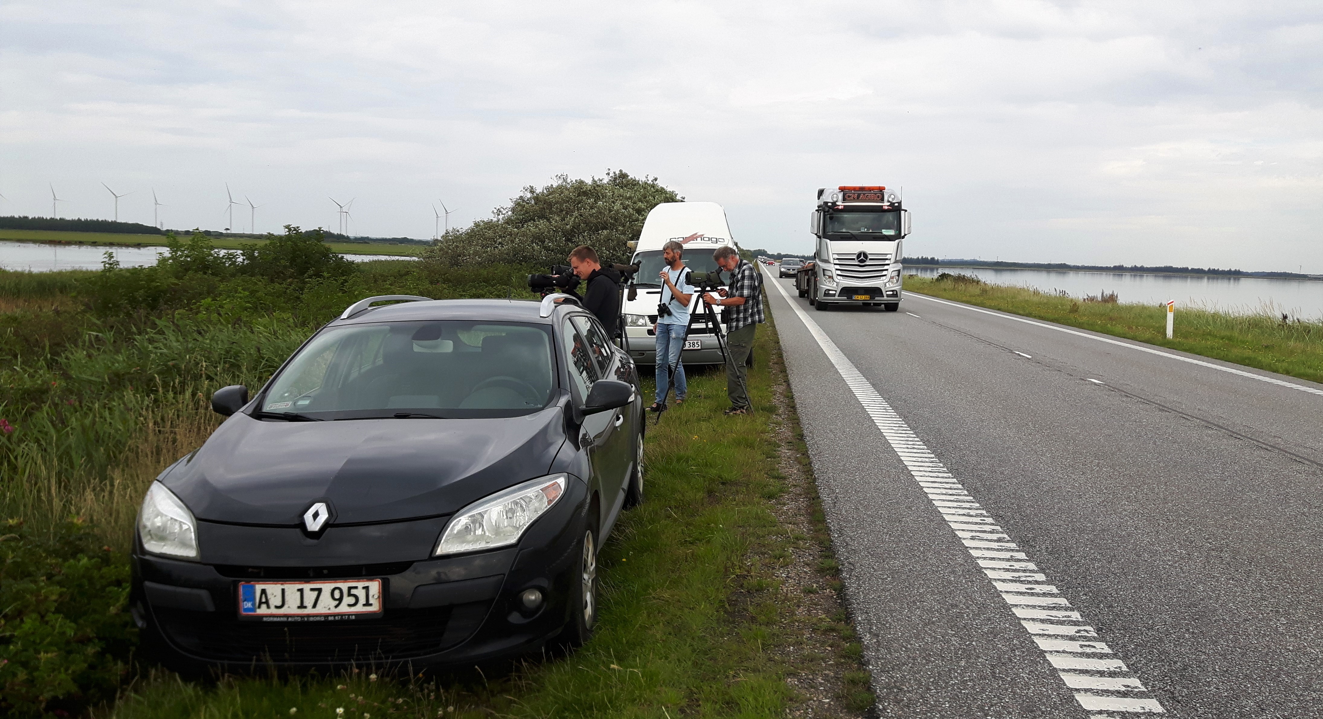  Trafikfarligt fuglekiggeri for der blev etableret ekstra vigepladser foto Henrik Haaning