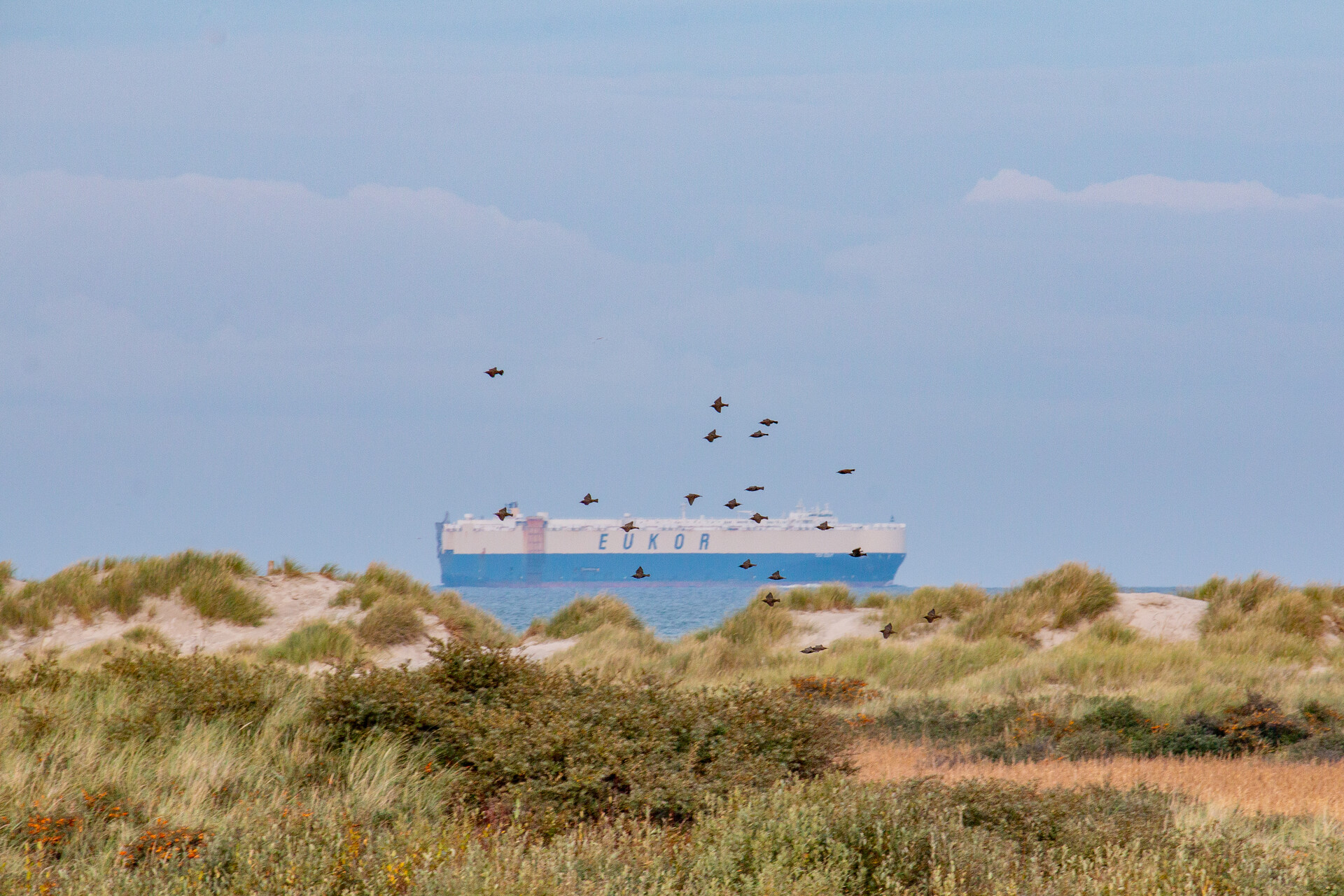 25 eva hvelplund staere i flok klitter fragtskib grenen skagen 7 10 21