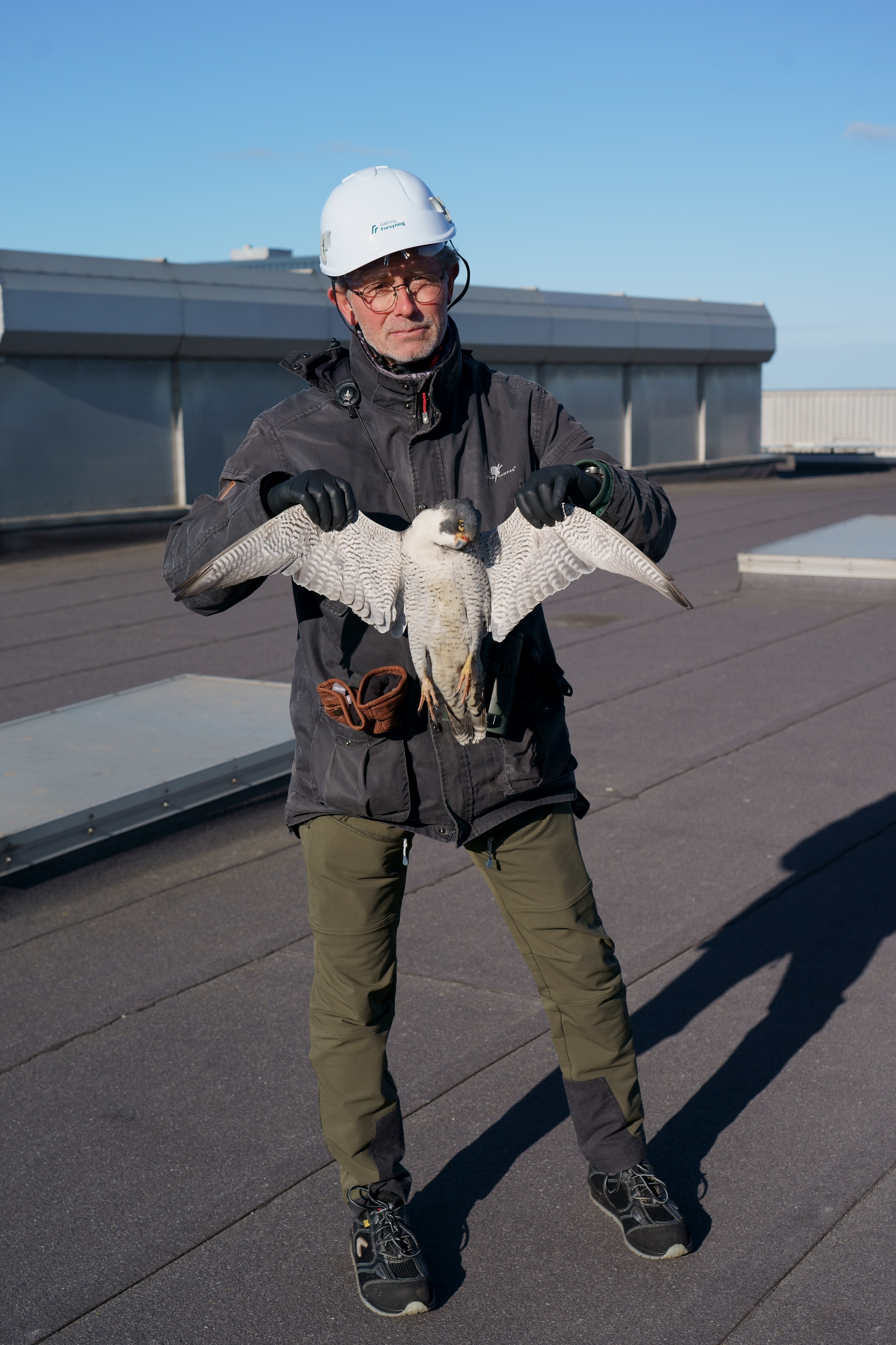 Anton Thoger Larsen med vandrefalk han dod af fugleinfluenza Nordjyllandsvaerket foto Flemming Ahlmann