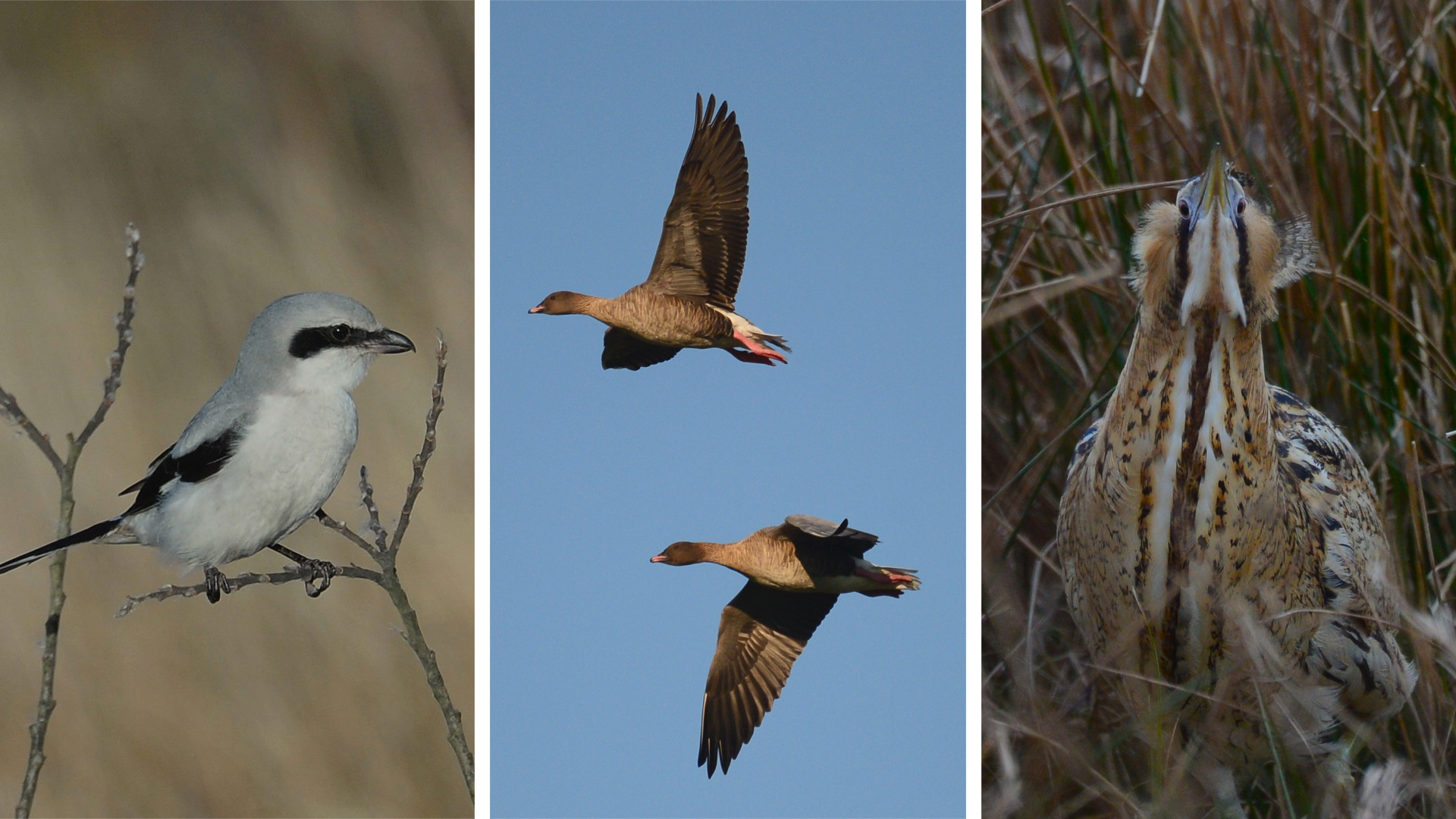 På fugletur i den grønne danske vinter