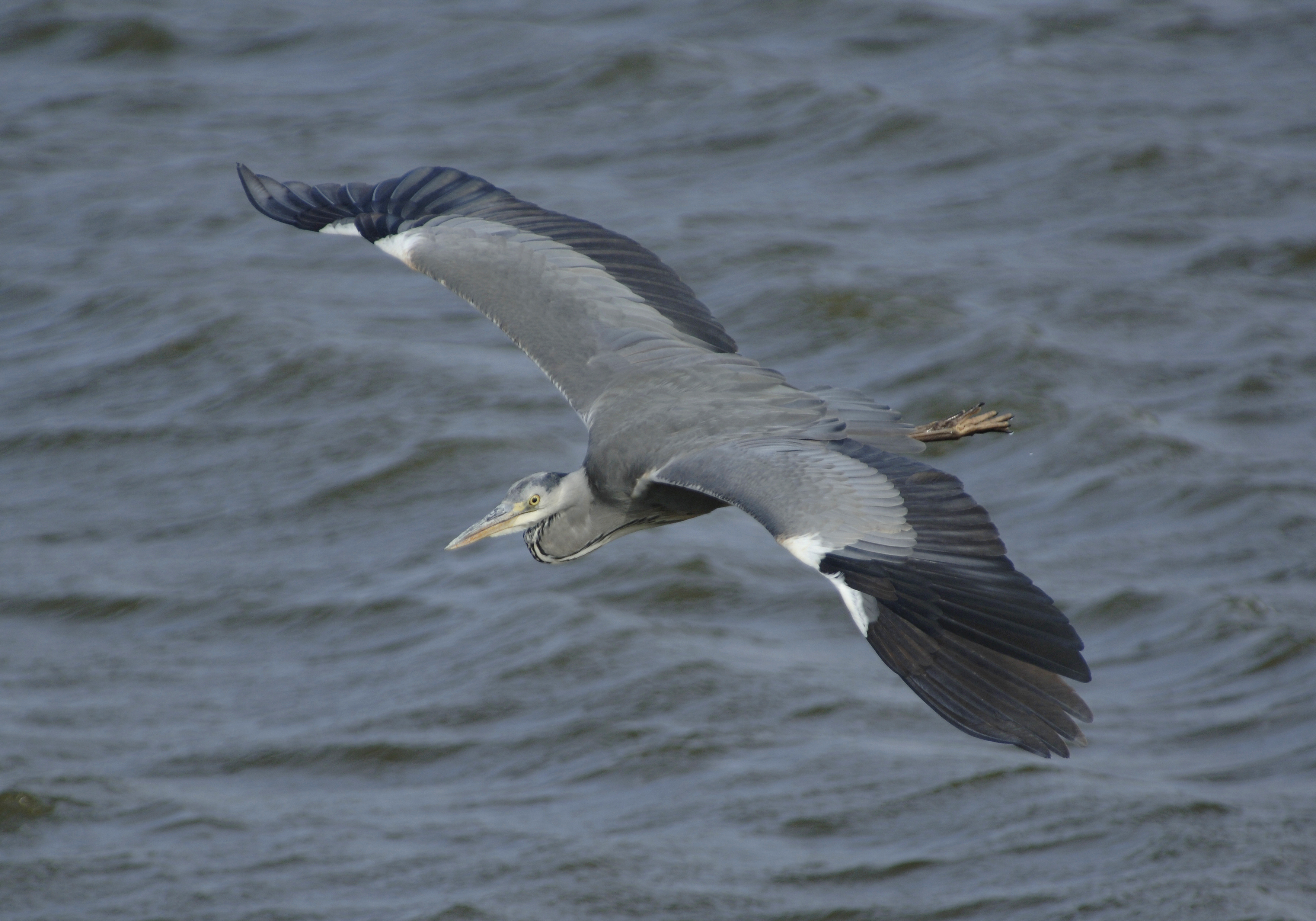 Fiskehejre i drej over vand. foto Jan Skriver