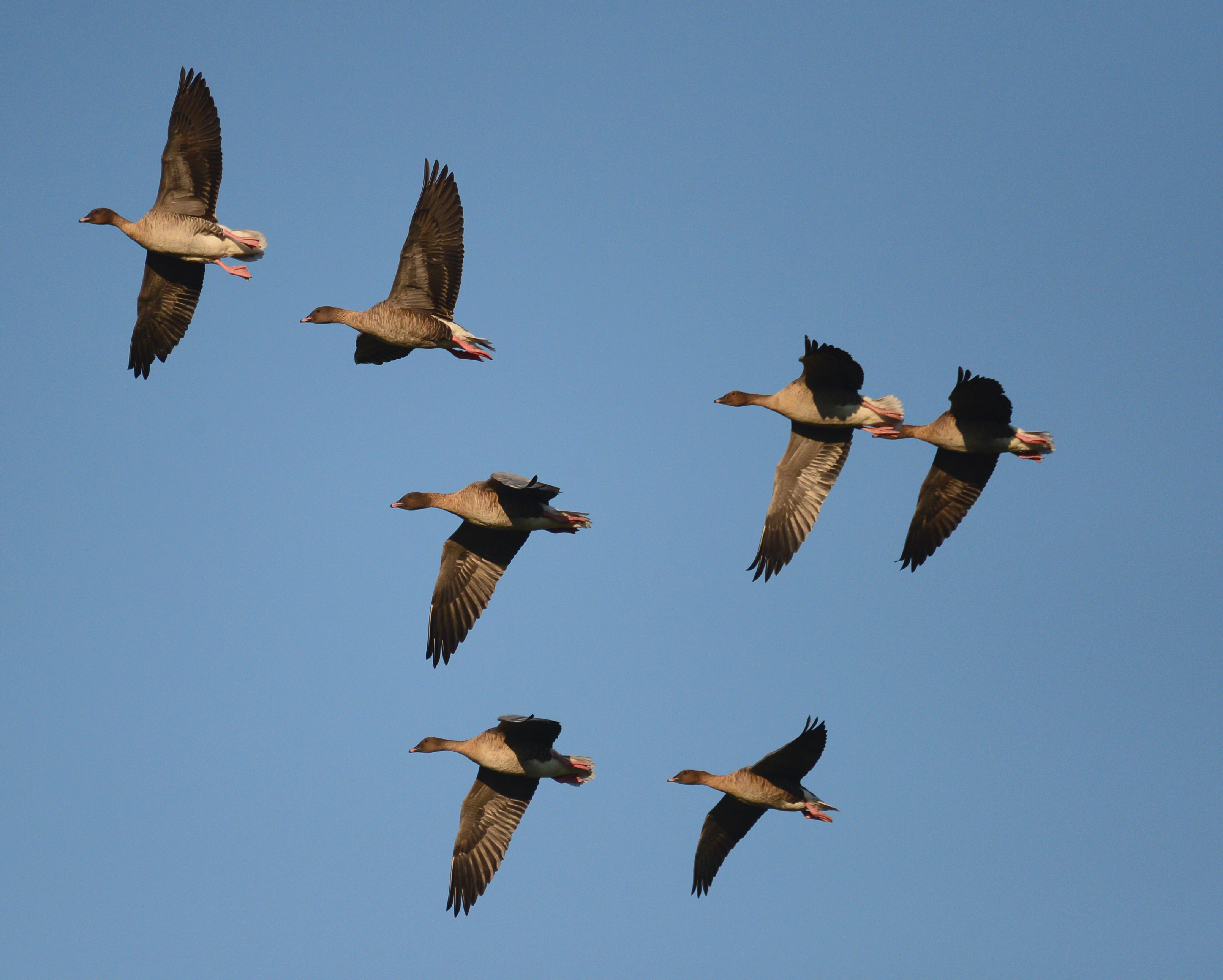 Kortnæbbede gæs klar til at lande foto Jan Skriver