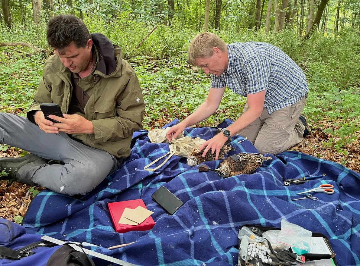 Rainer Raab fra Life Eurokite og Anders P. Tottrup fra Kobenhavns Universitet under GPS maerkning af rod glente foto Per Rasmussen