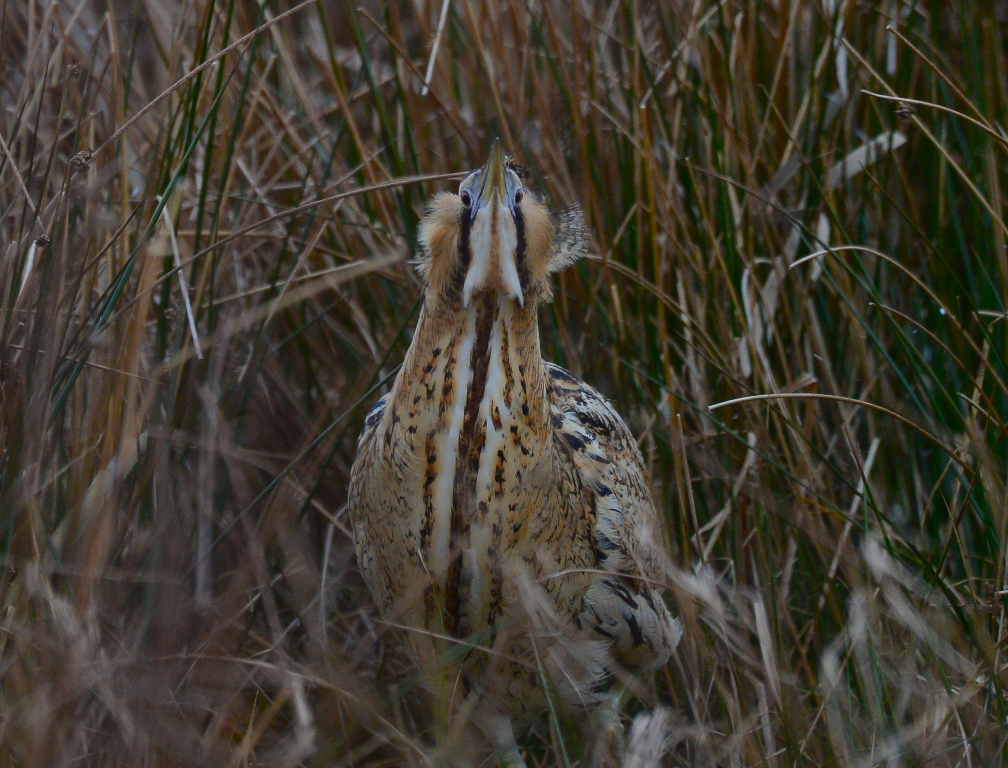 Rordrum camouflerer sig foto Jan Skriver