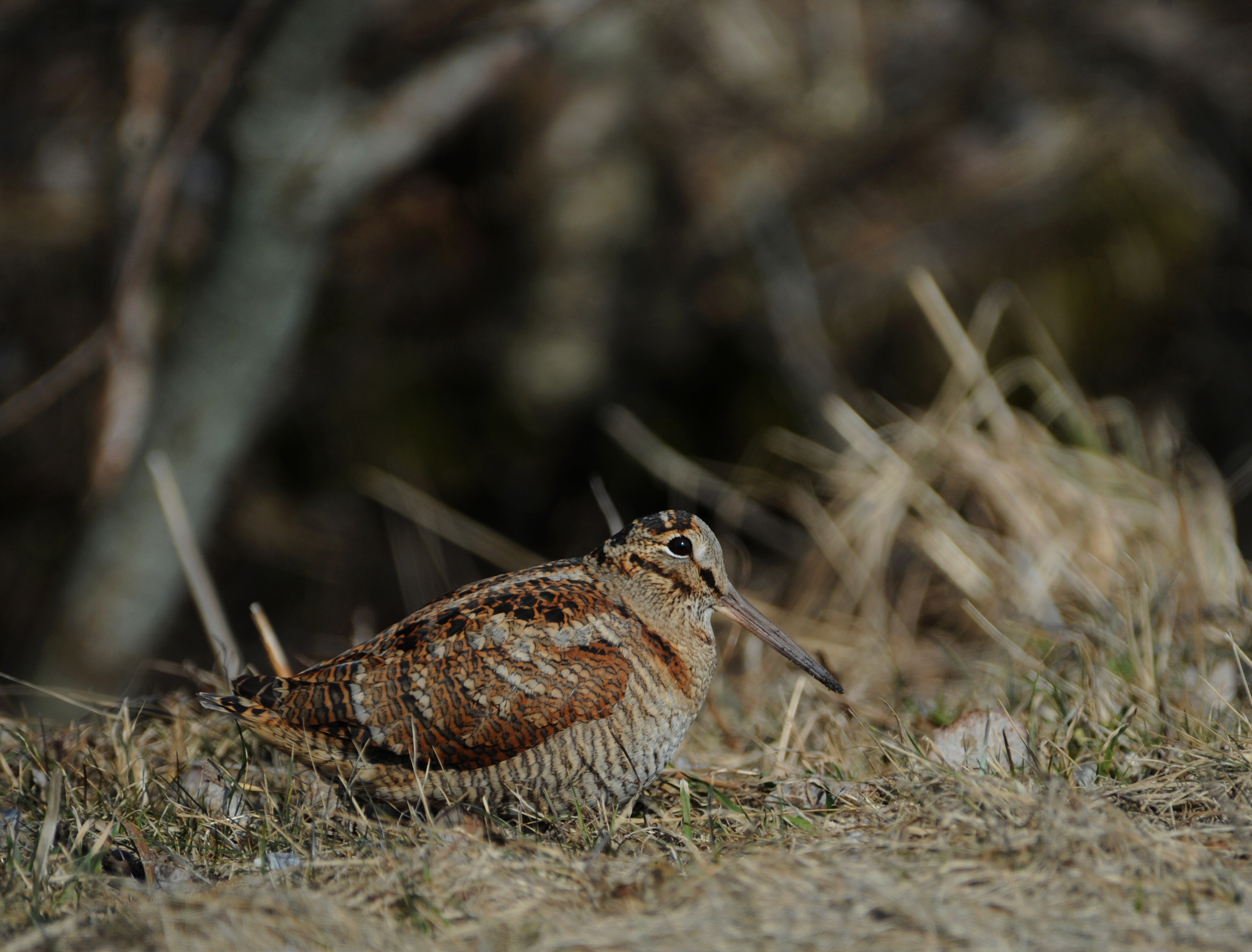 Skovsneppe sidder i vejrabat foto Jan Skriver