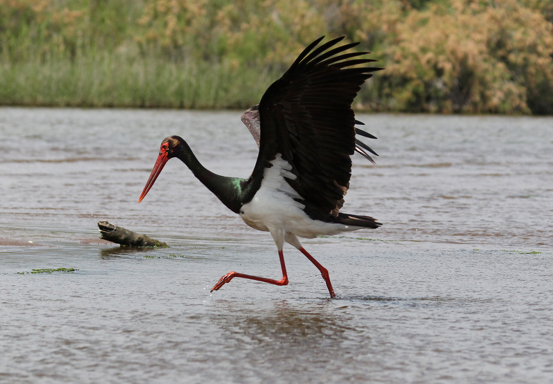 Sort stork Lesbos 5 maj 2014 Erik Biering CH5R6882