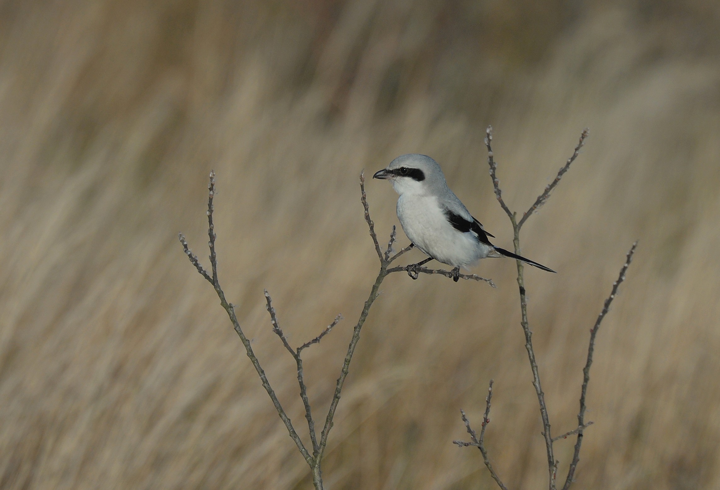 Stor Tornskade i pilebusk foto Jan Skriver