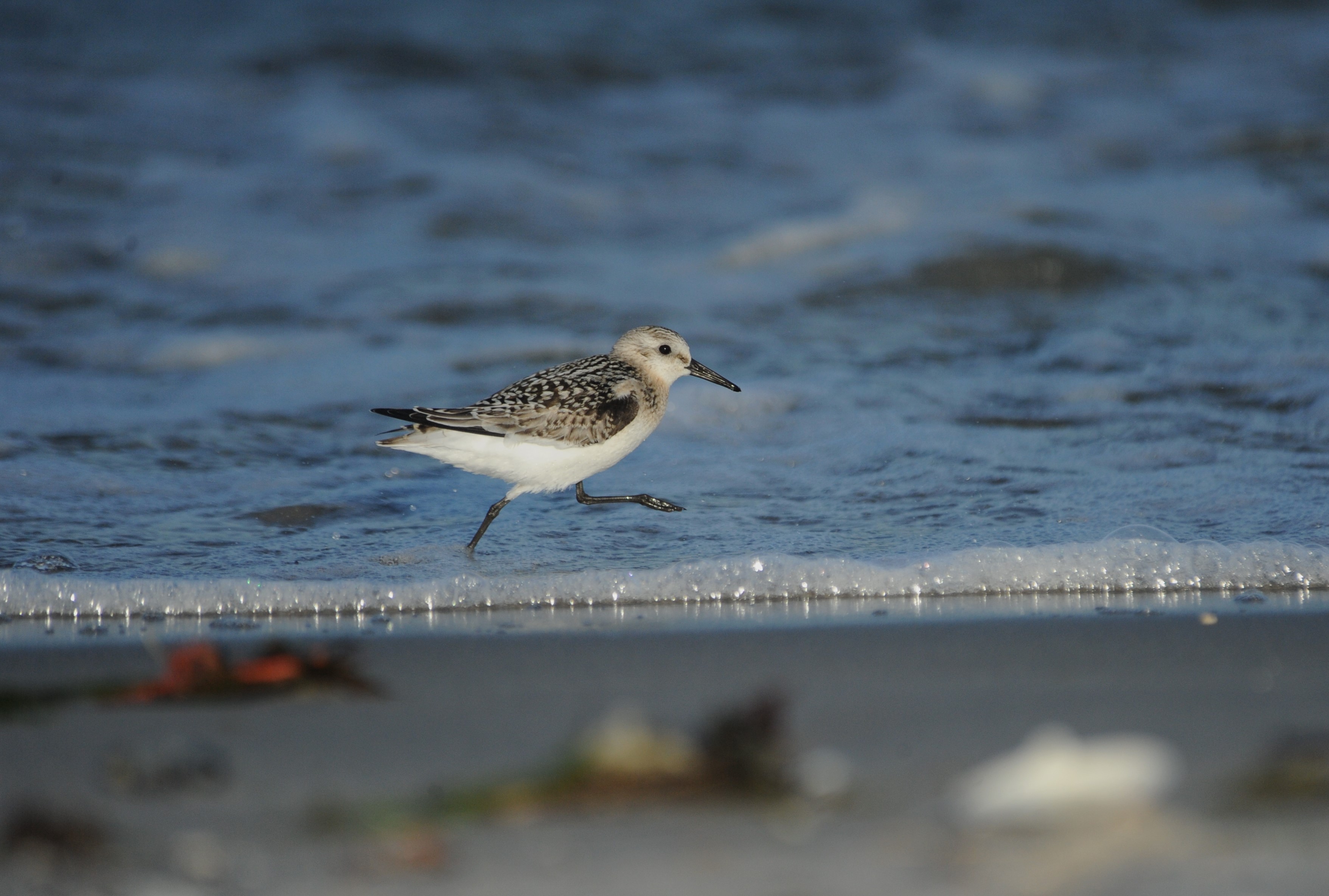  3 Sandloberen er en mester i at lobe pa sand foto Jan Skriver