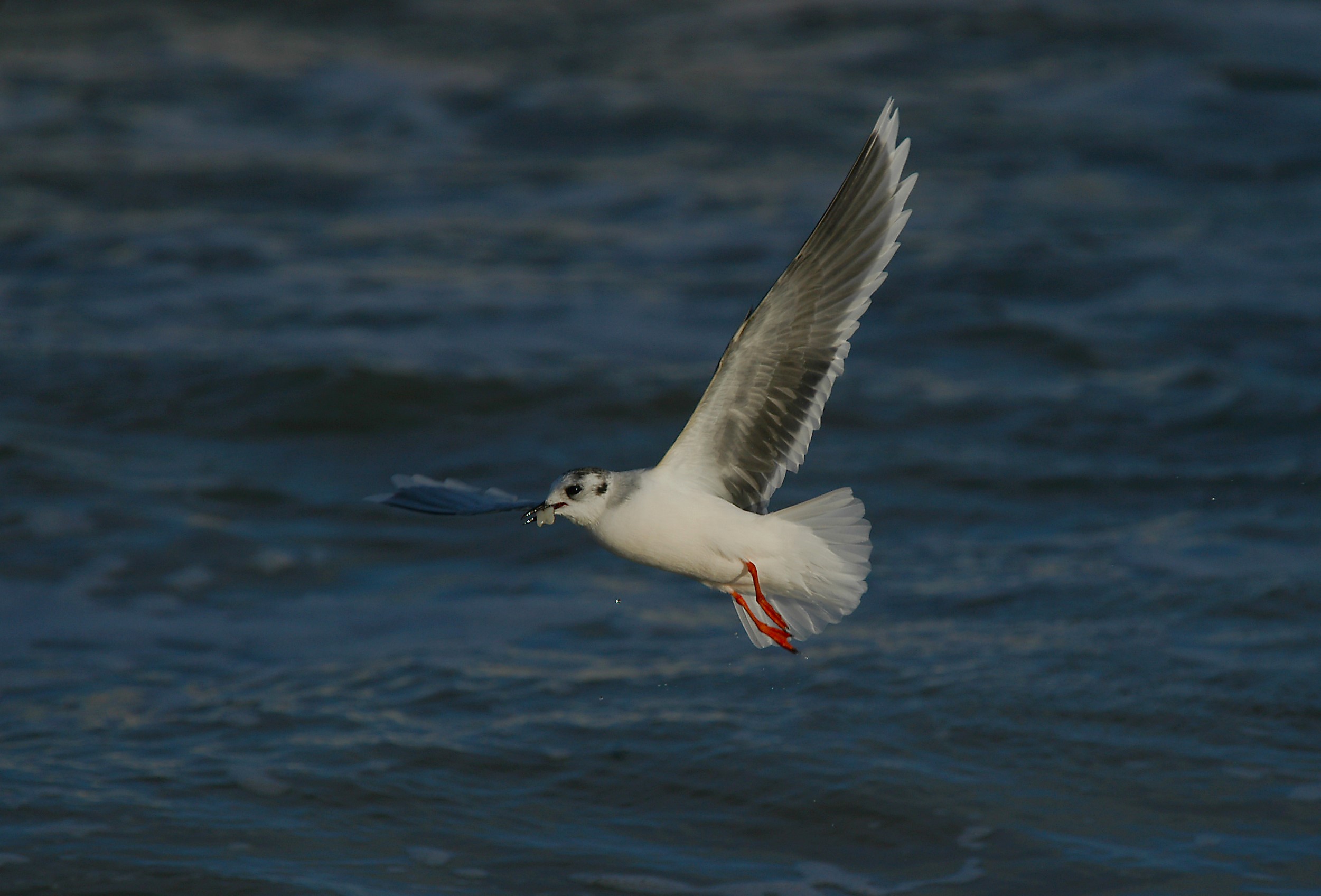  4 Dvaergmage med fode fra havet foto Jan Skriver