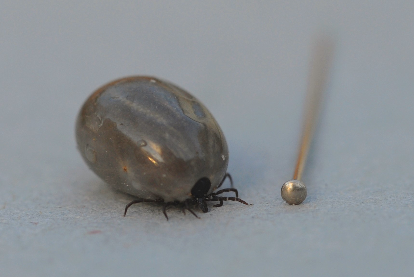  8 af 10 solsorte flyver omkring med blodsugende flater som blinde passagerer denne har netop aedt og er fyldt med blod foto Jan Skriver