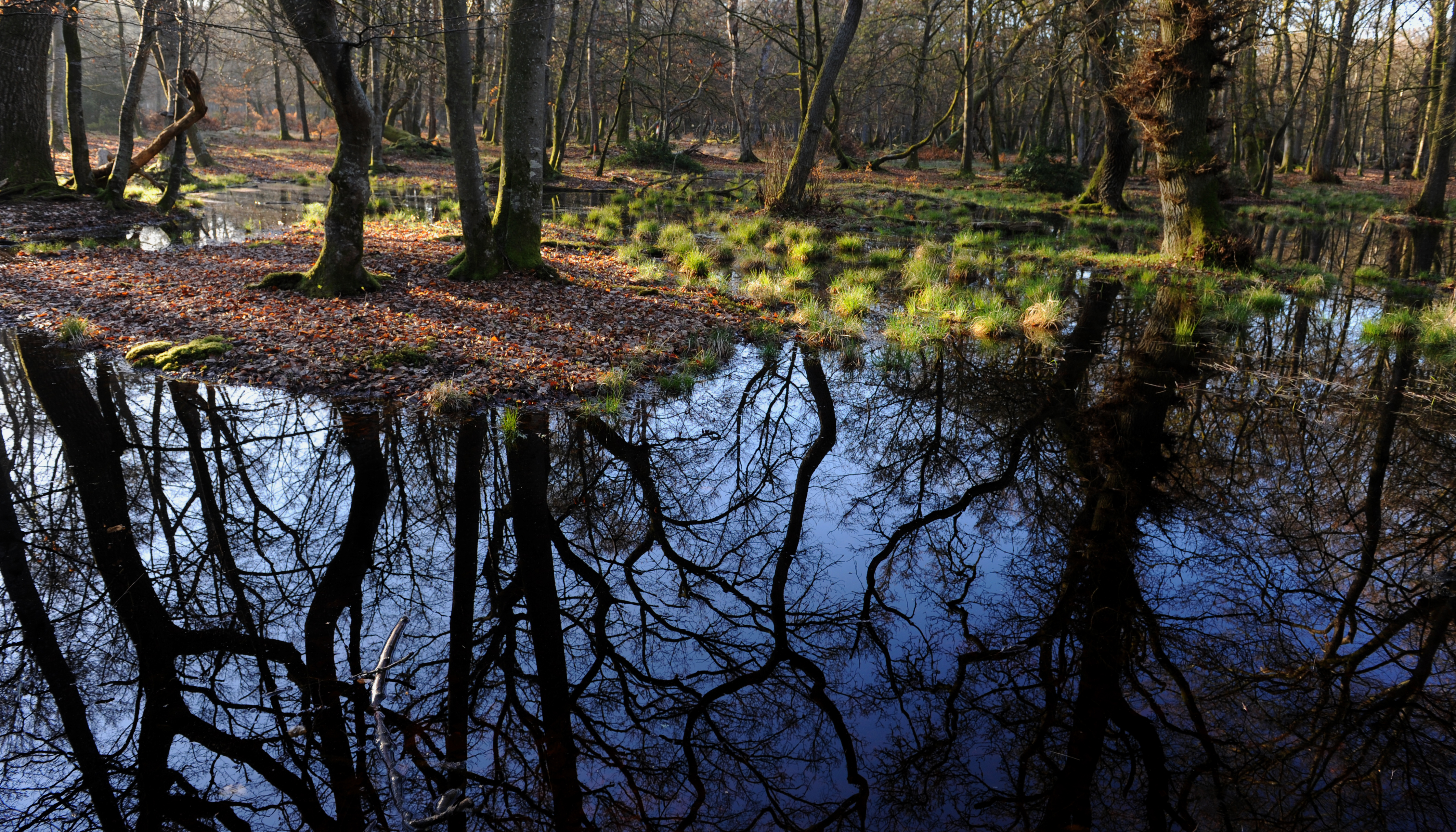  Der er udsigt til naturlig hydrologi i flere skove de kommenede ar foto Jan Skriver