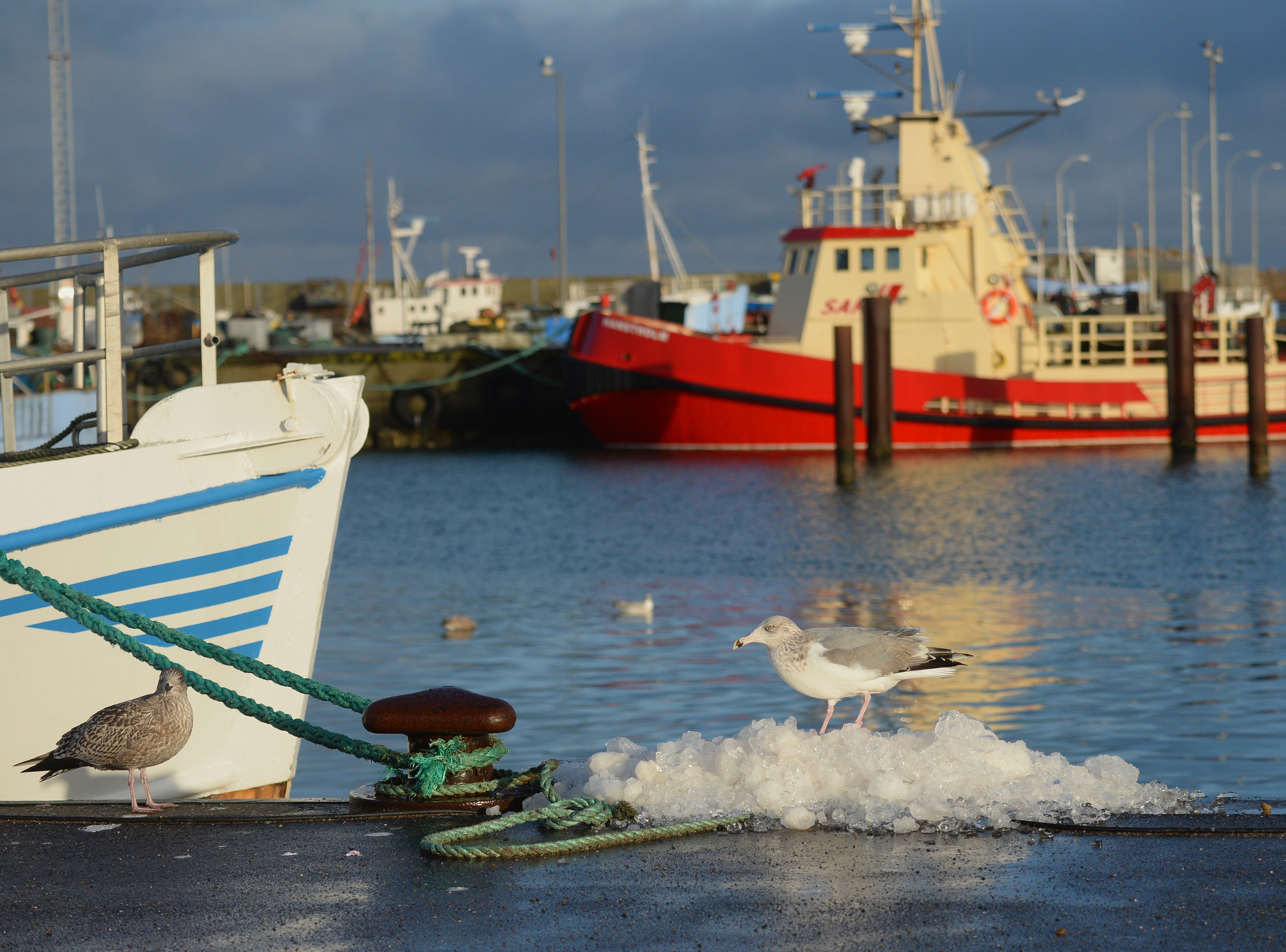  Der vil blandt andet blive indsamlet prover fra havne til eventuel pavisning af papegojesyge foto Jan Skriver