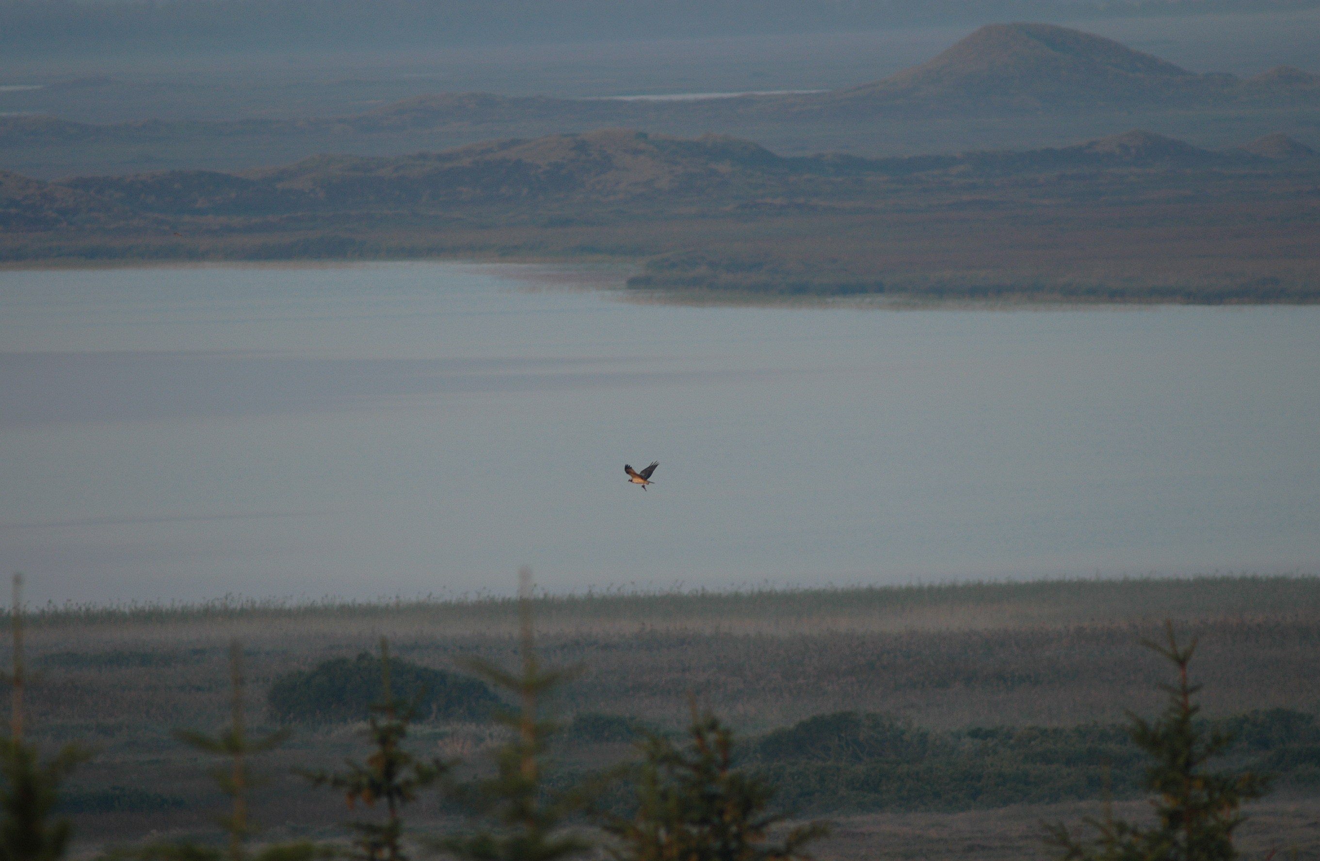  Fiskeorn med bytte over Blegso i Nationalpark Thy pa vej mod reden foto Jan Skriver