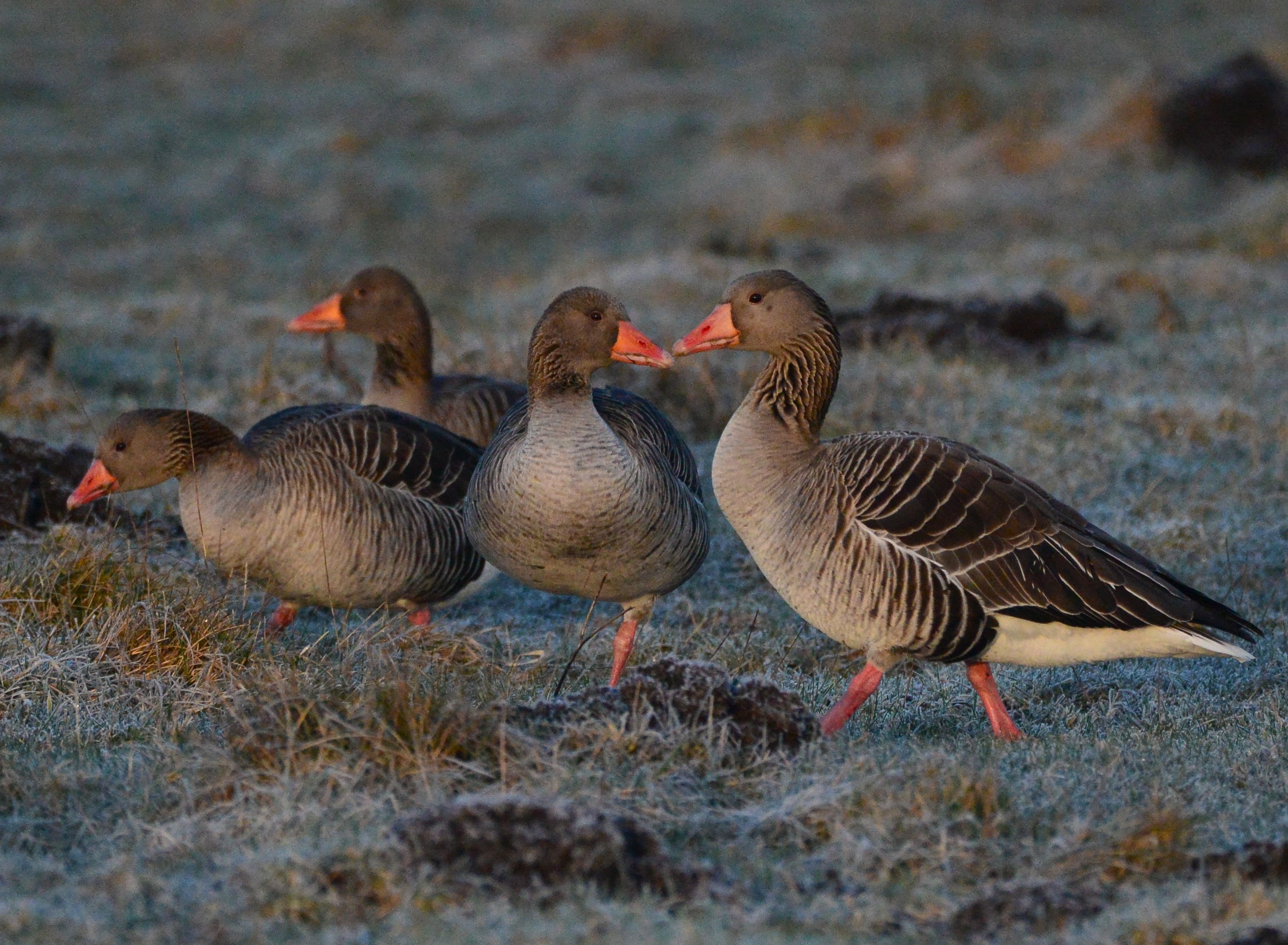  Gragaes i rim klar til danne par foto Jan Skriver