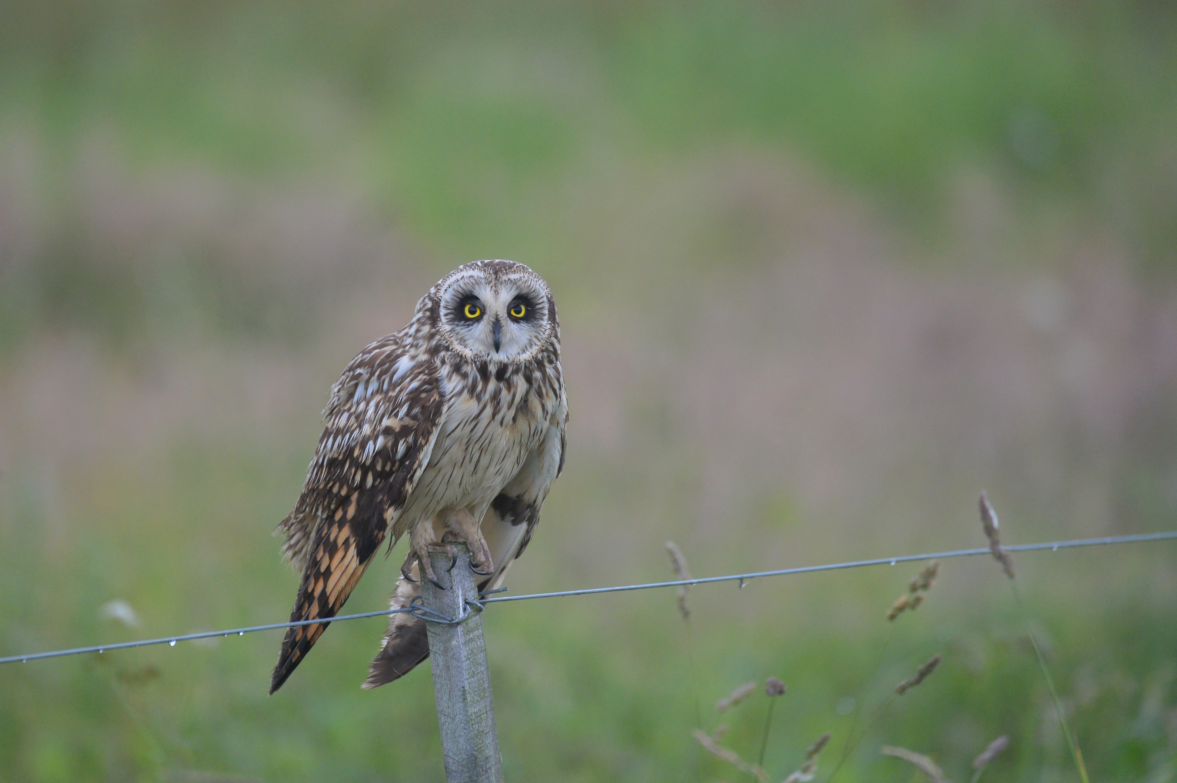  Mosehornugle er blevet fugtig efter morgenens jagt foto Jan Skriver