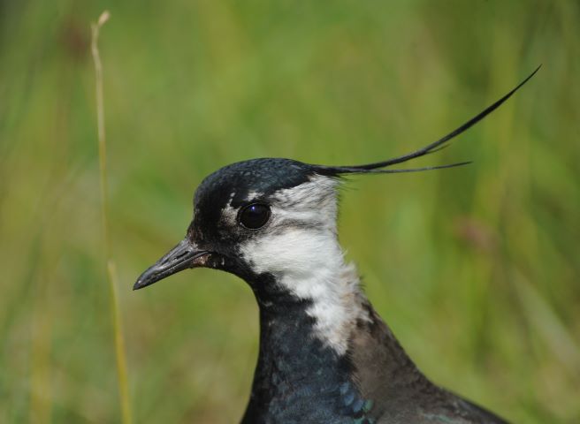 dof dk Viben foto Jan Skriver