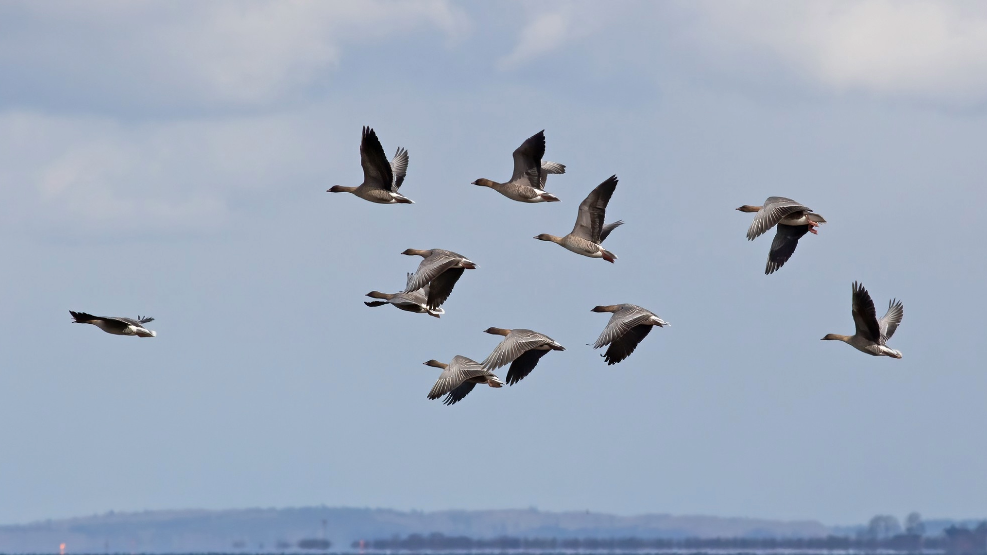 Billeder til dof.dk 4fff