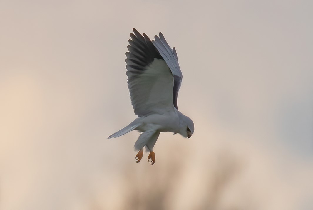 Blaa Glente 4 foto Egon ostergaard