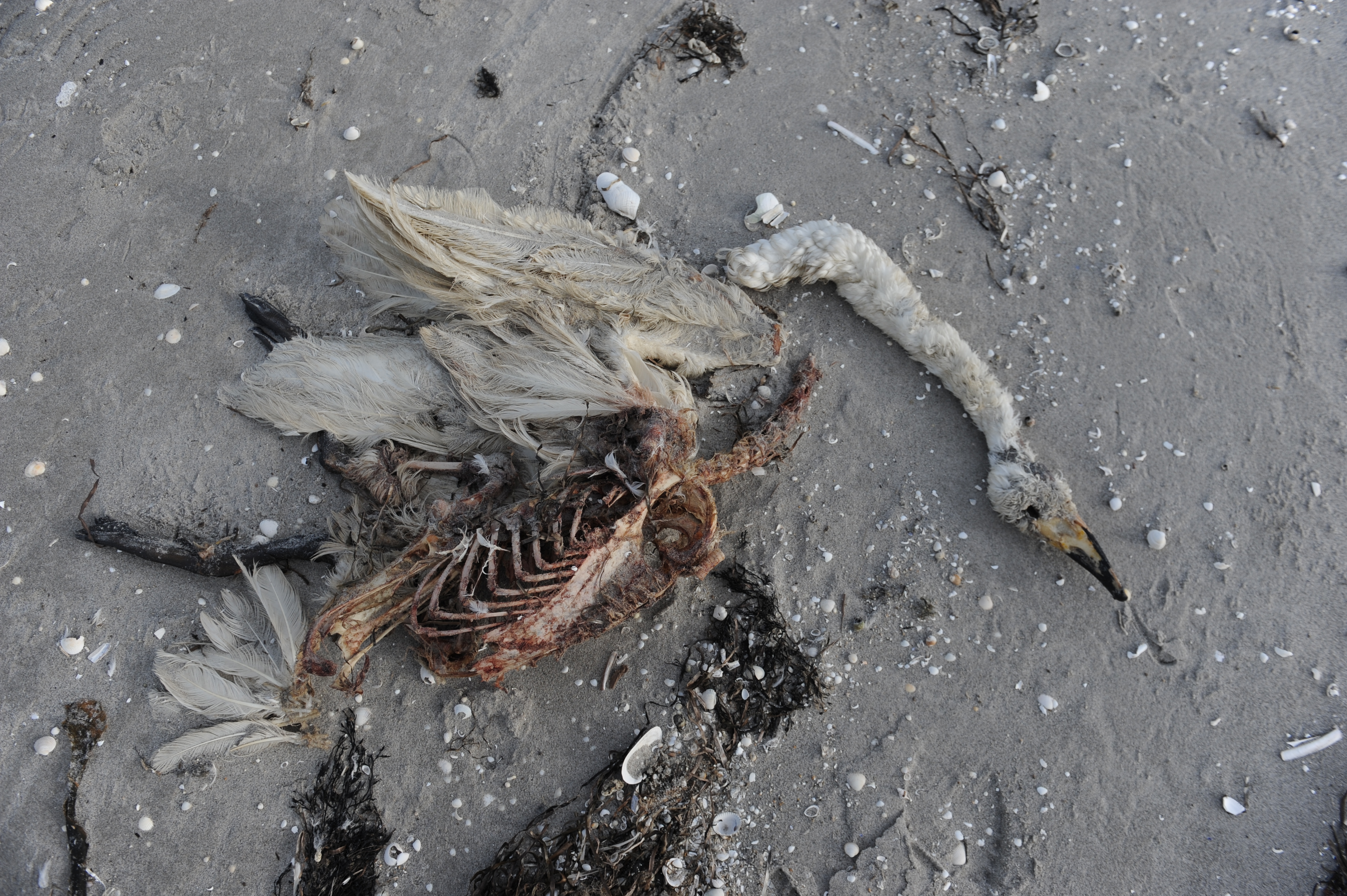 Der lyder aktuelle rapporter om dode svaner fra flere steder i Danmark foto Jan Skriver