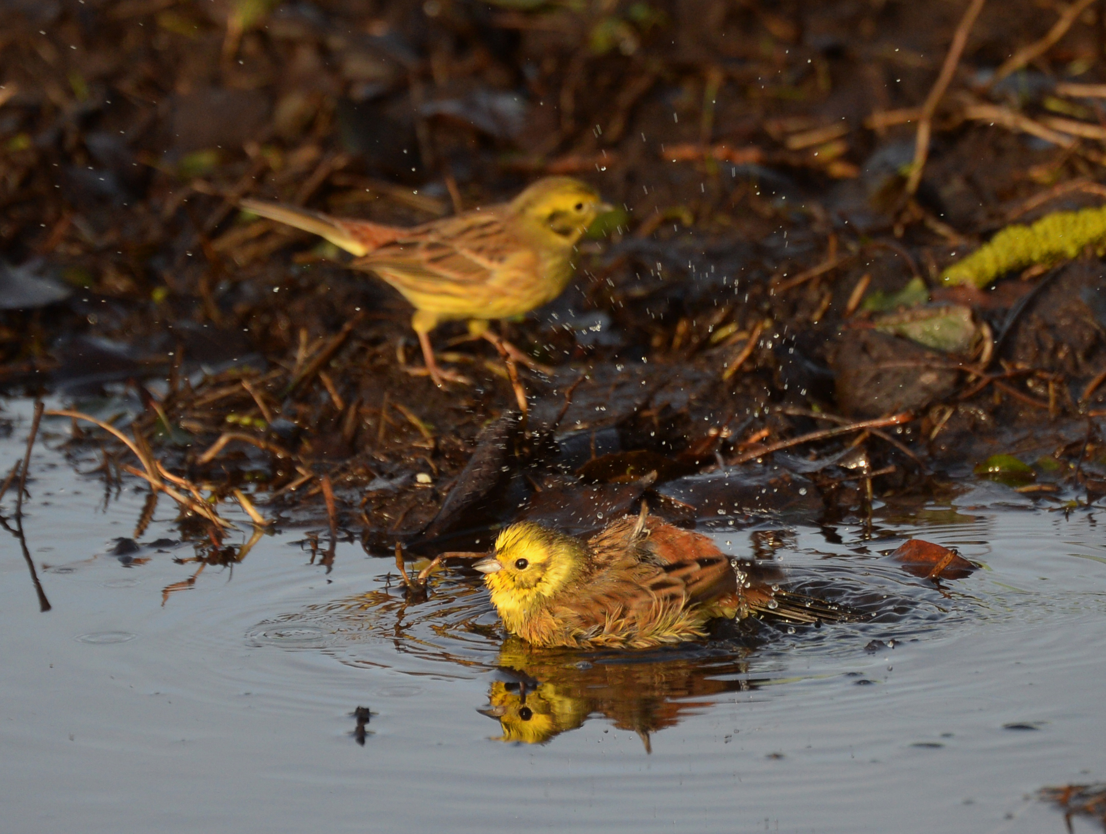Det er ikke nok for gulspurven at gaa i bad der skal fode til fremgang foto Jan Skriver