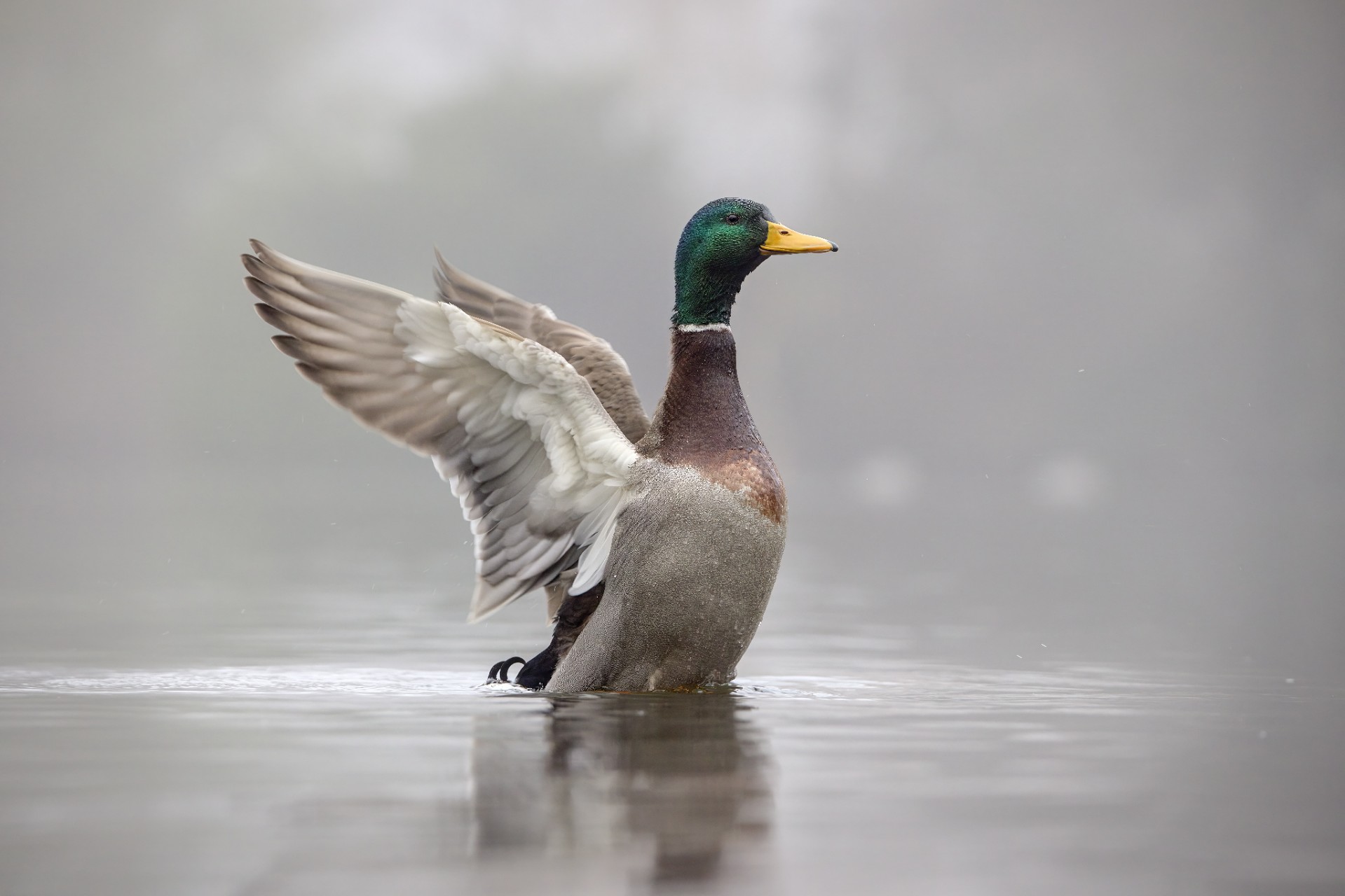 Graaand Oliver Zeeberg Nielsen