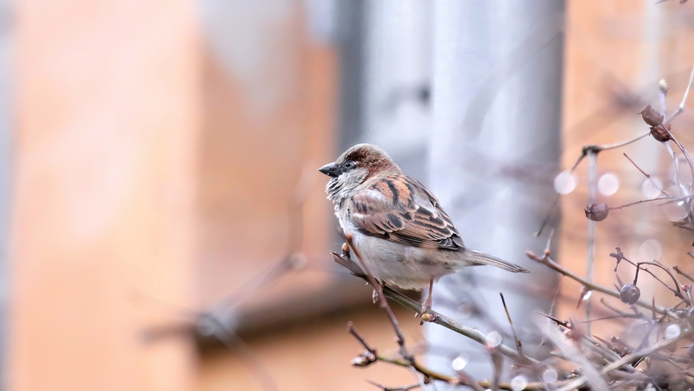 Skovspurven har overhalet gråspurven i Danmark
